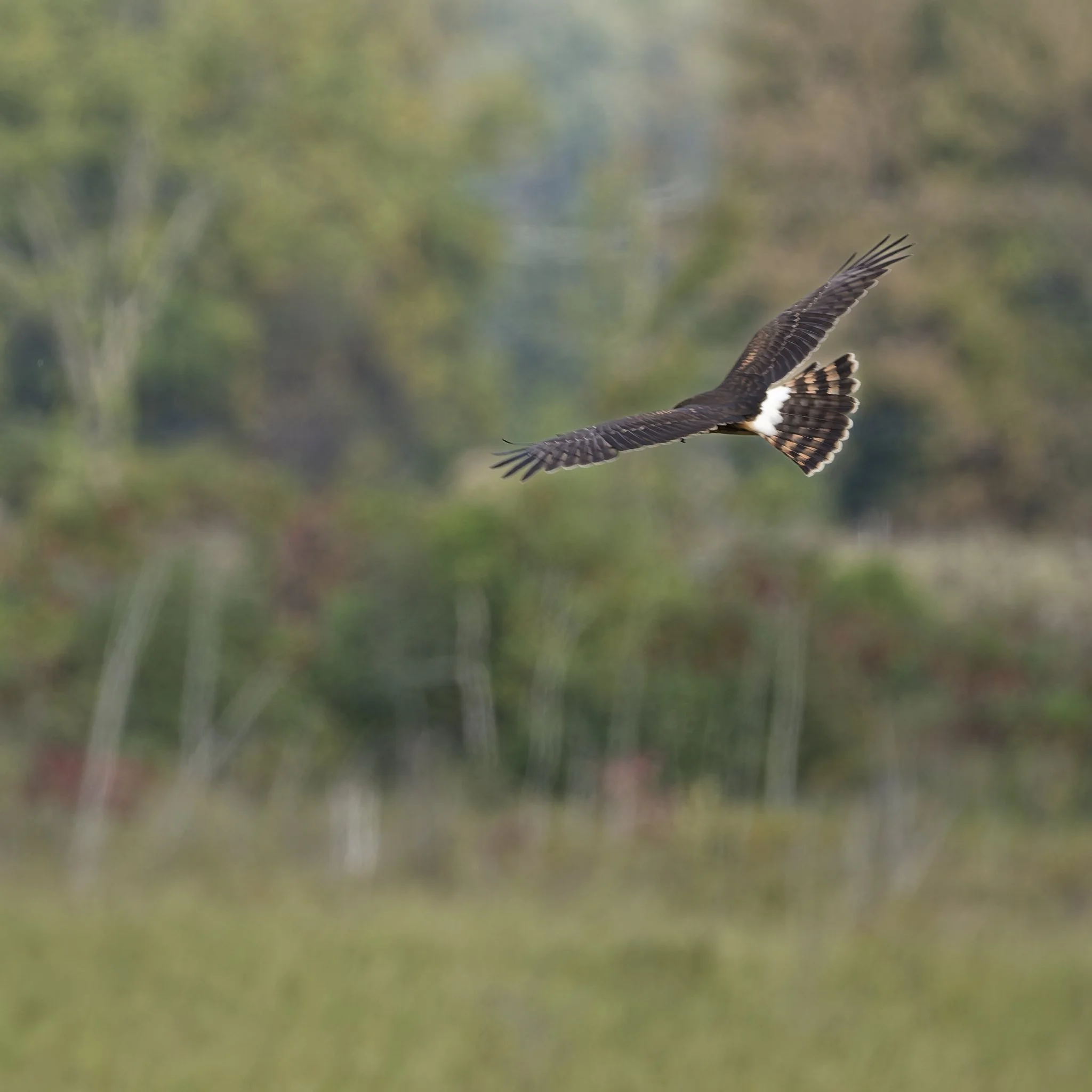 Northern harrier hunting