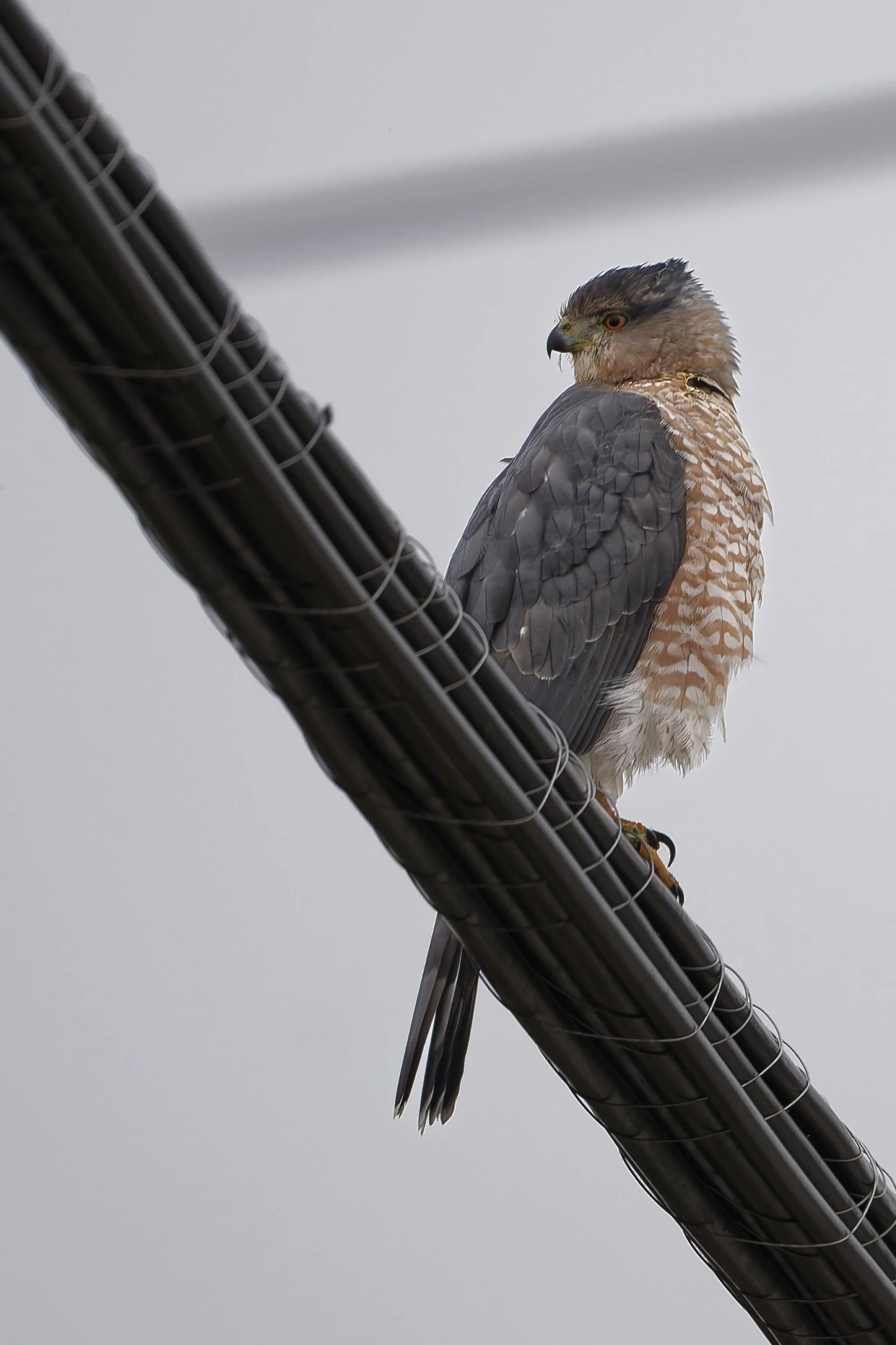 Cooper's hawk