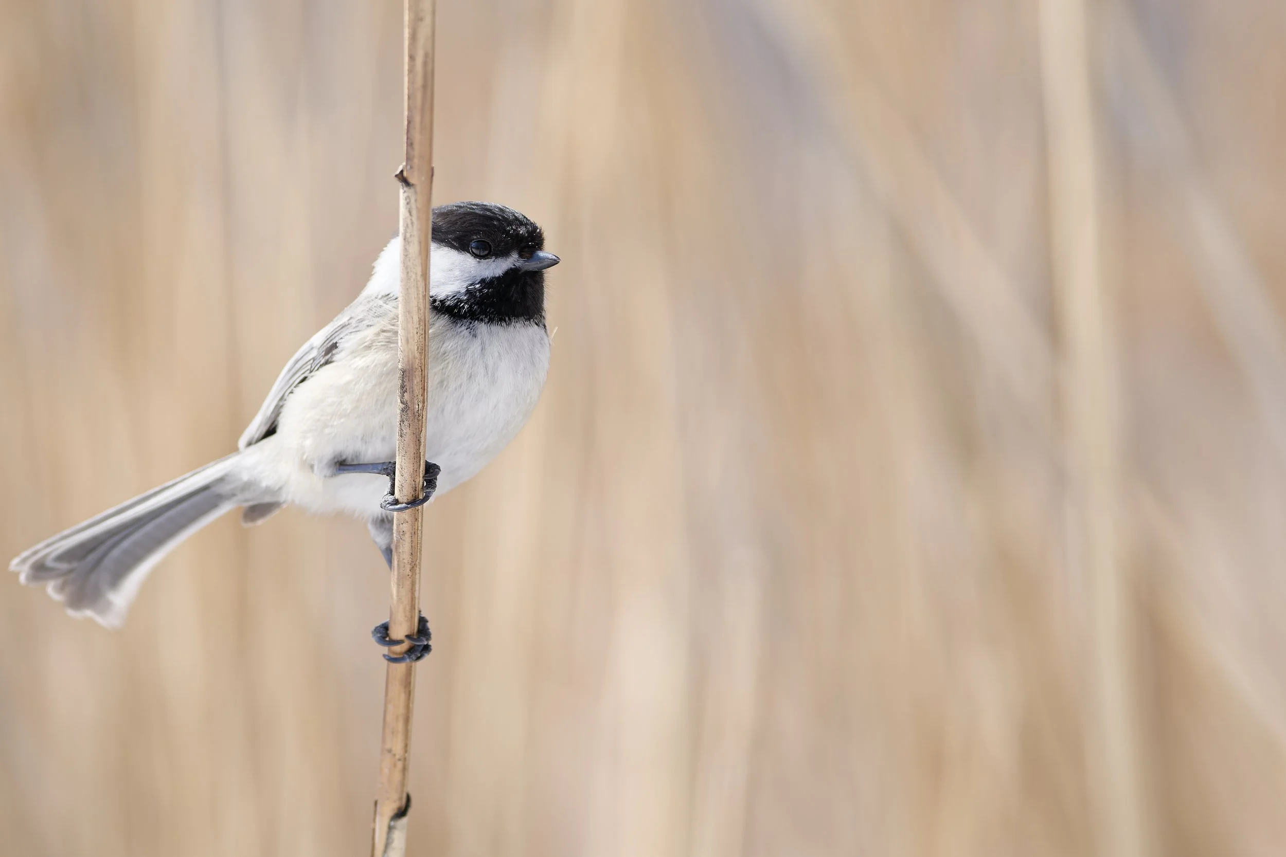 Black-capped chickadees with a soft background