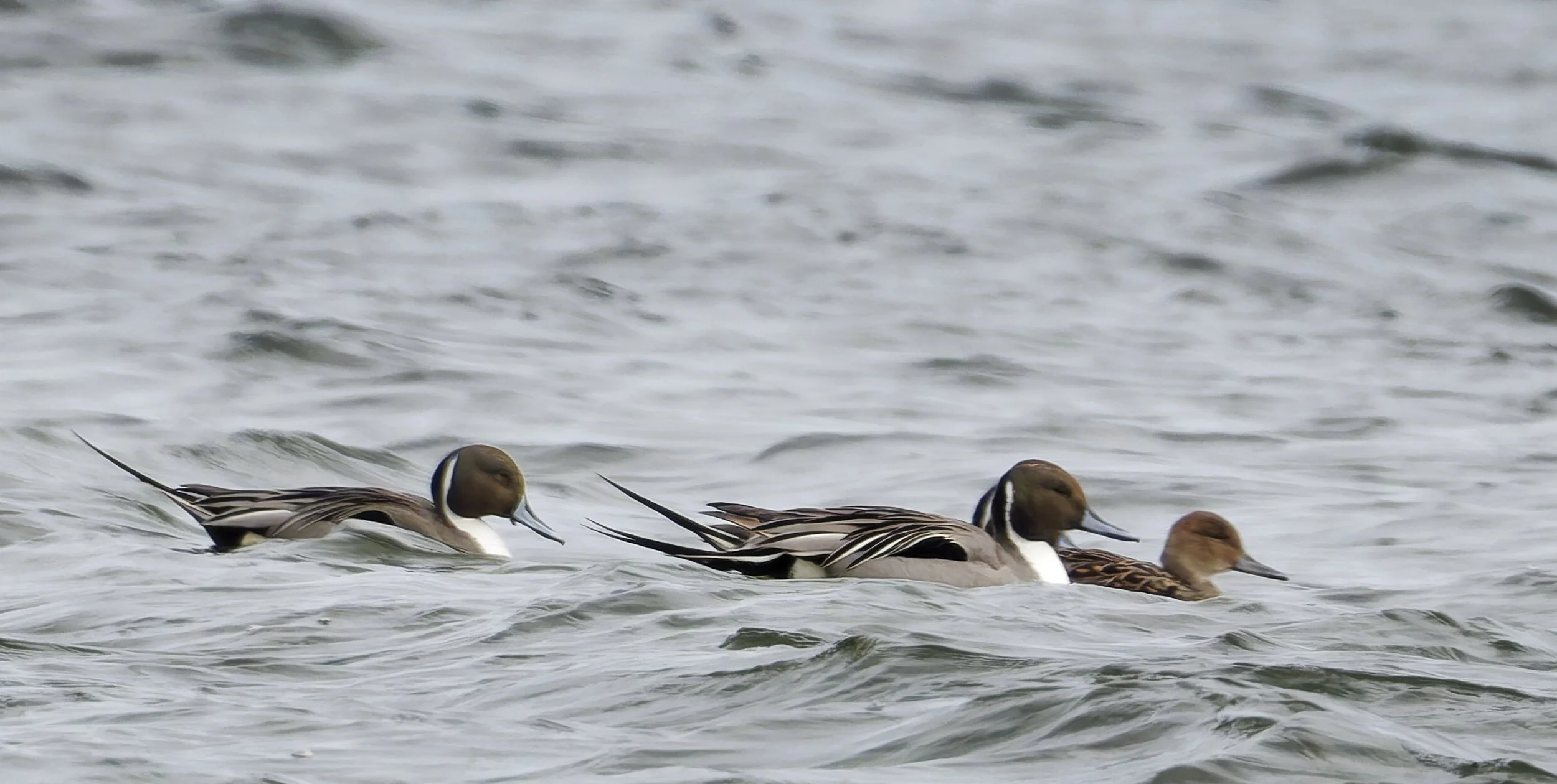 Pintail ducks during migration