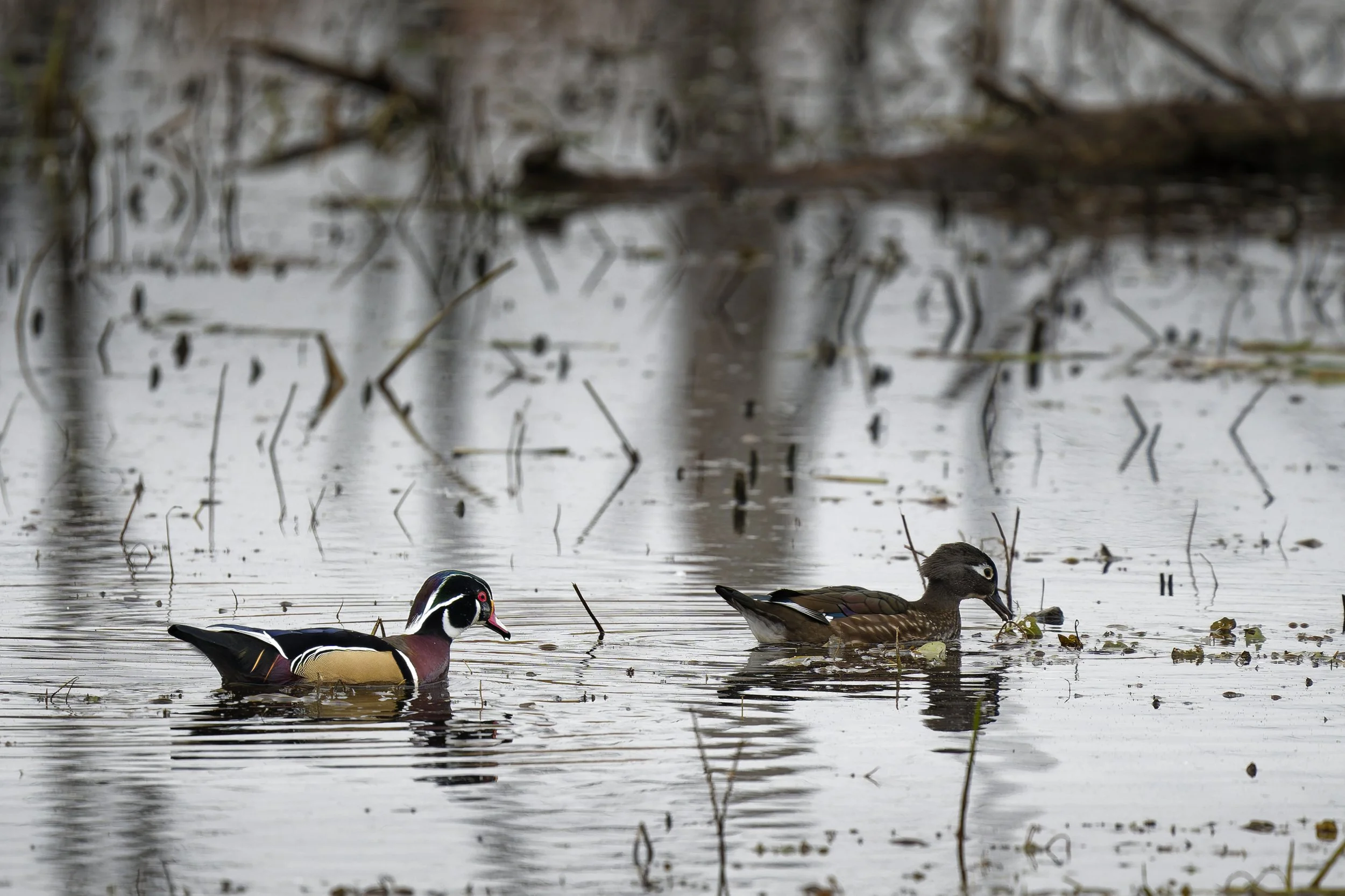 A couple of wood ducks swimming in a marsh