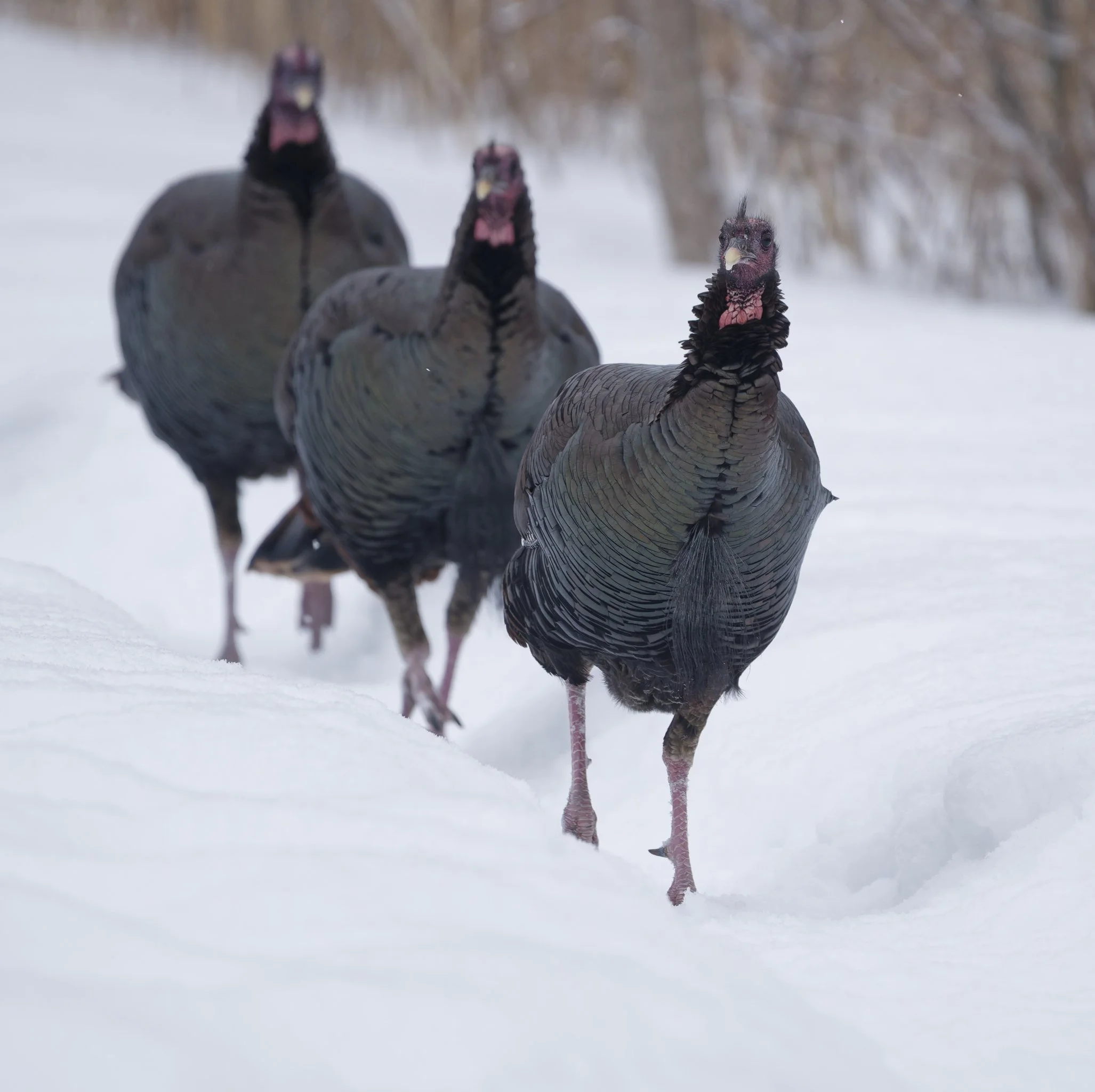 Army of wild turkeys marching on