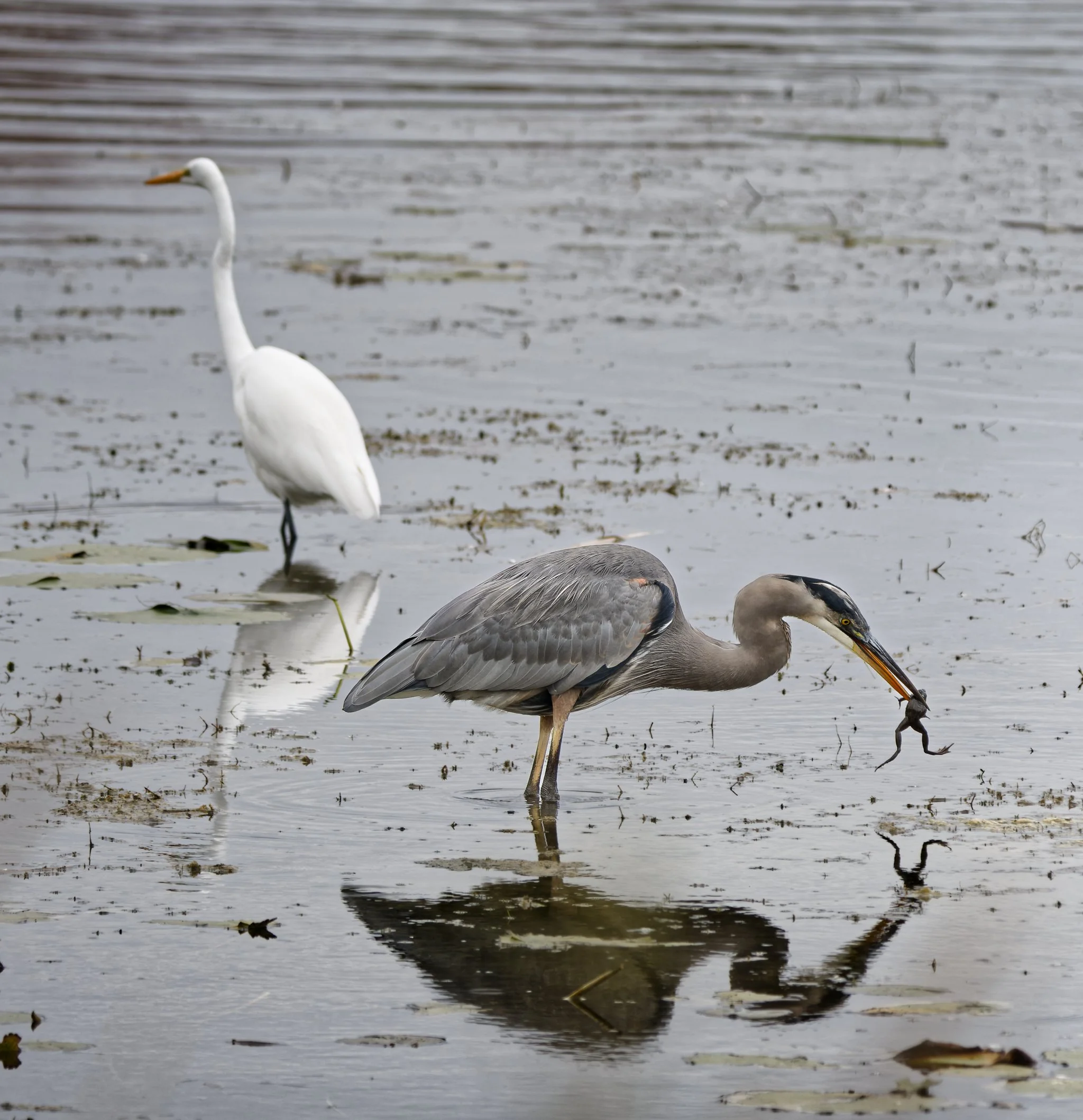 Great blue heron just caught a frog