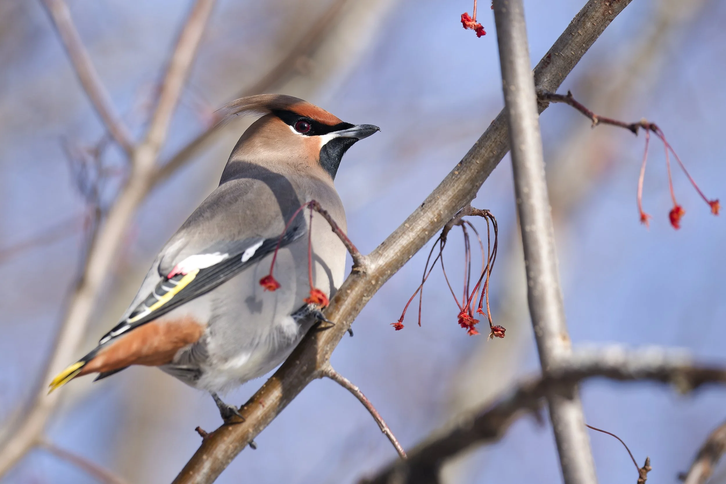 Bohemian waxwing