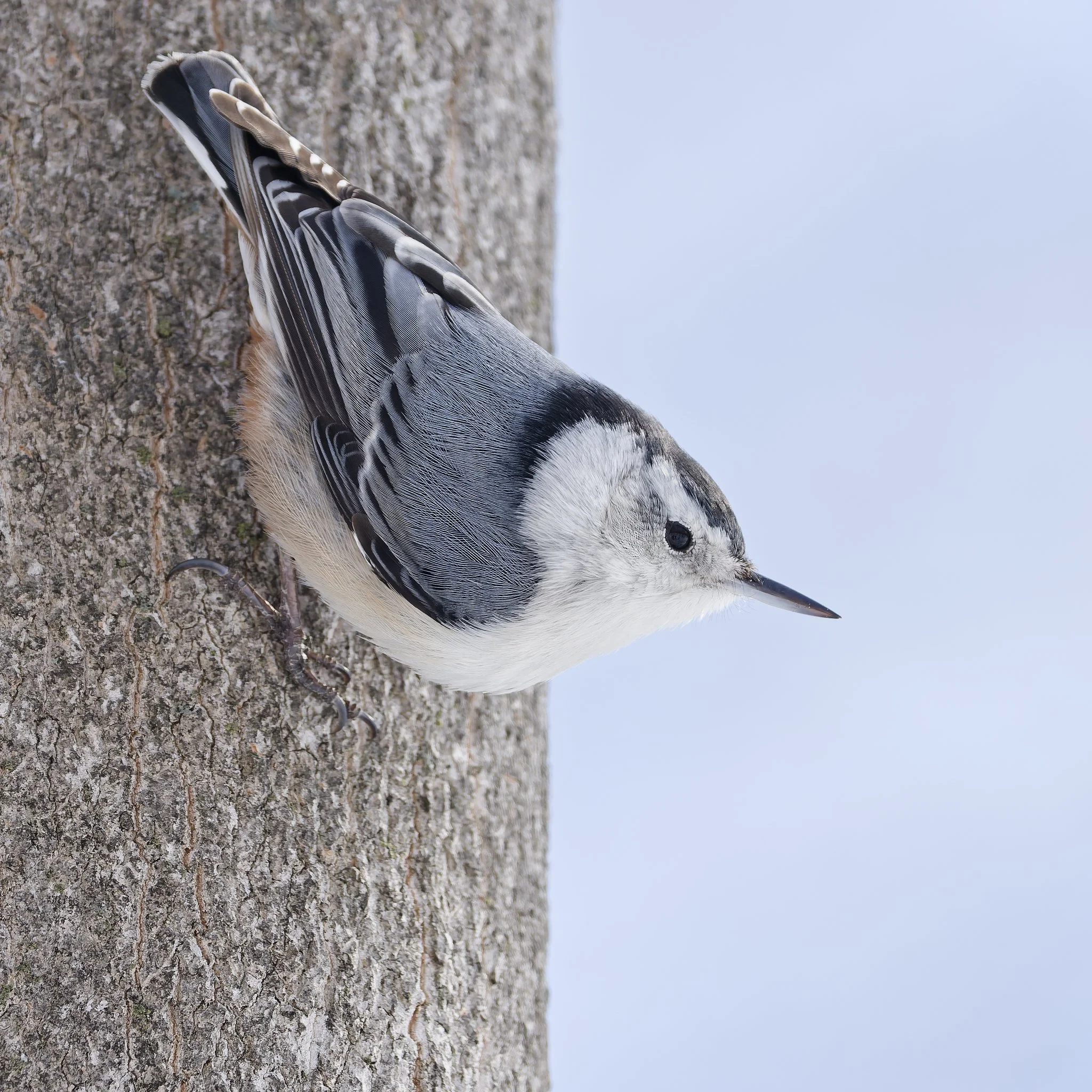 White-breasted nuthatch and symmetry
