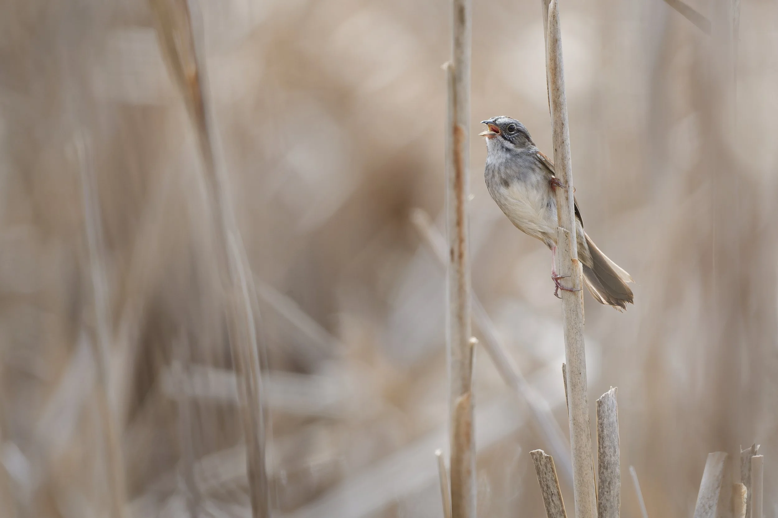 Swamp sparrow singing