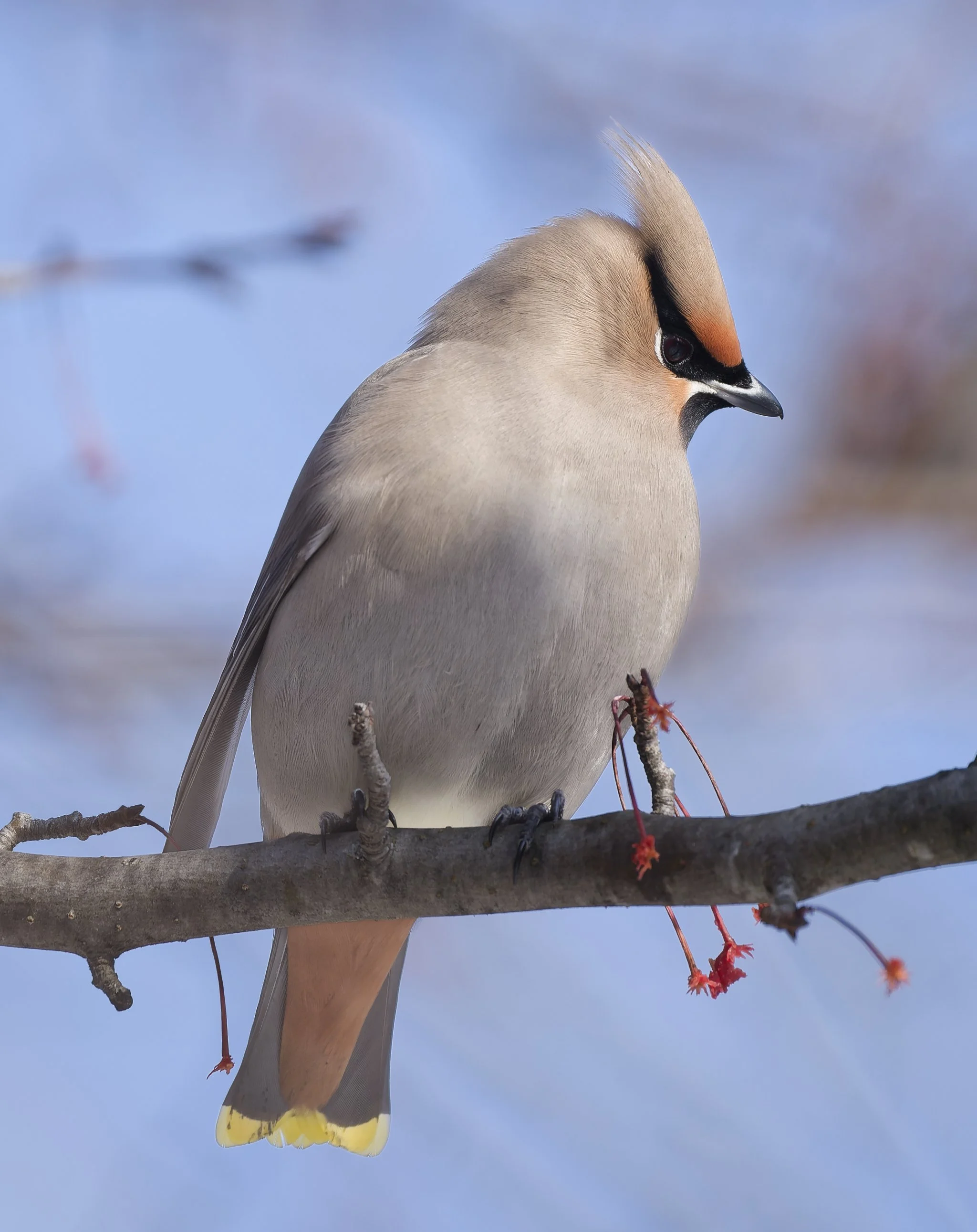 Bohemian waxwing