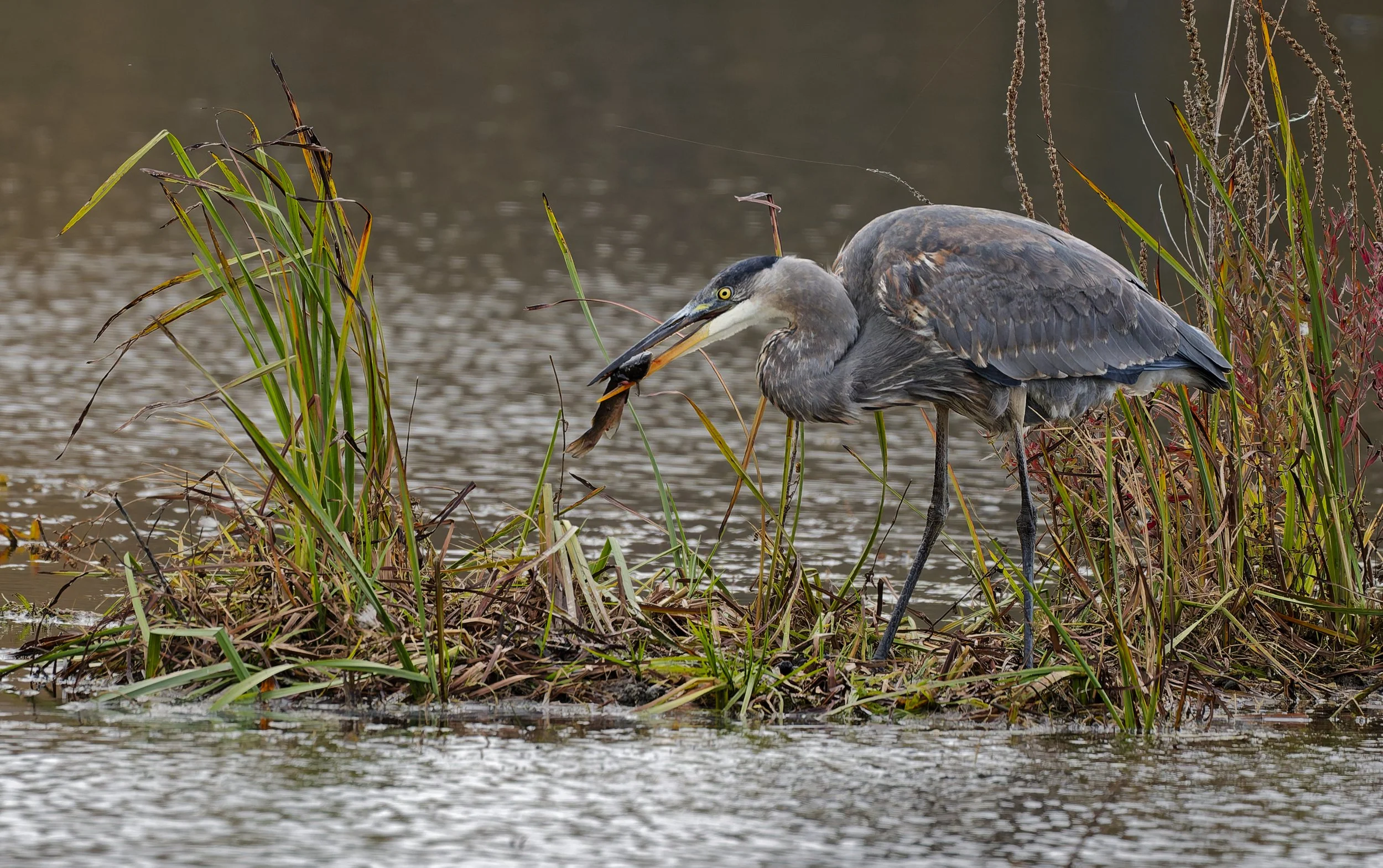 Lunch time for great blue heron