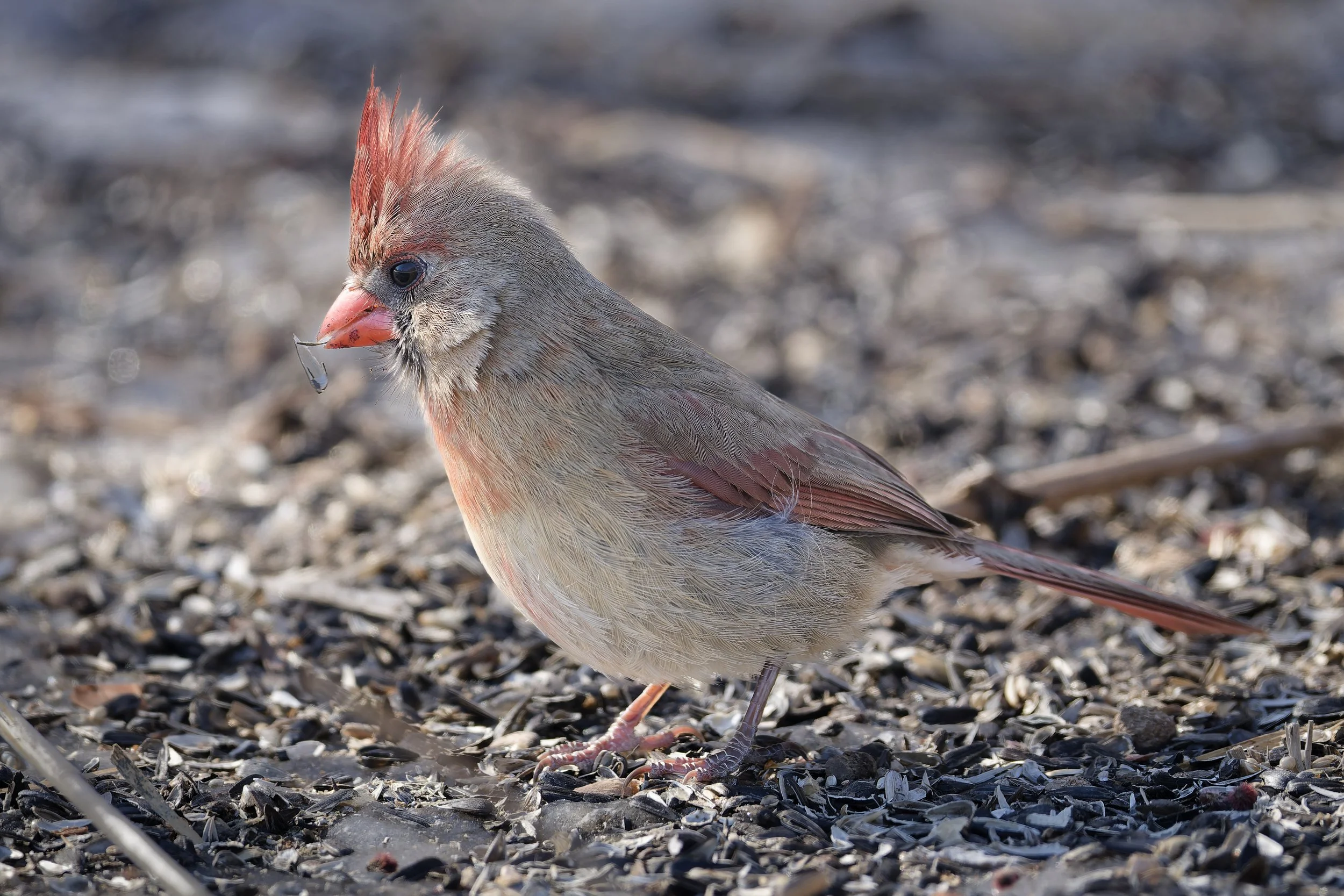 Female northern cardinal