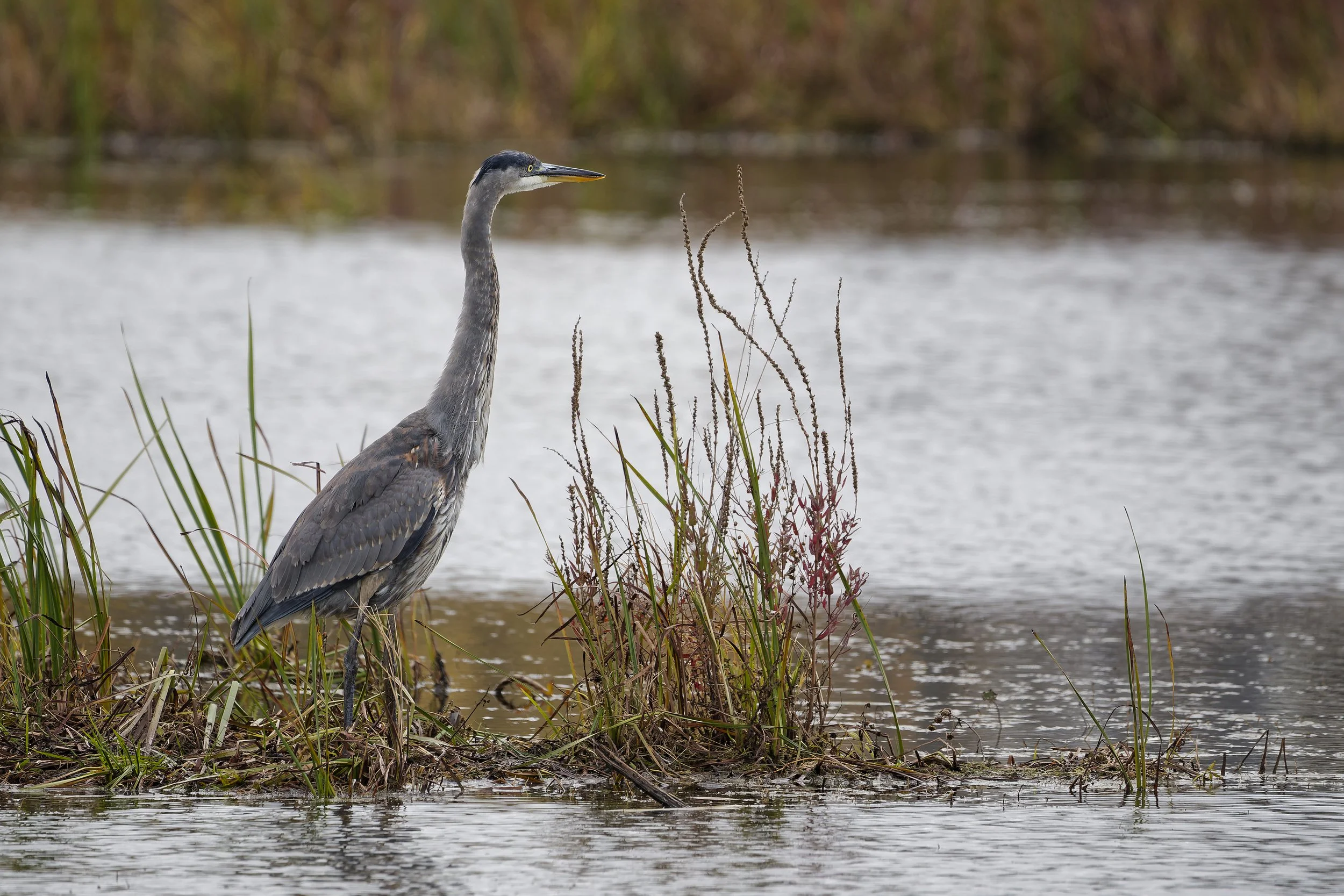 Great blue heron fishing
