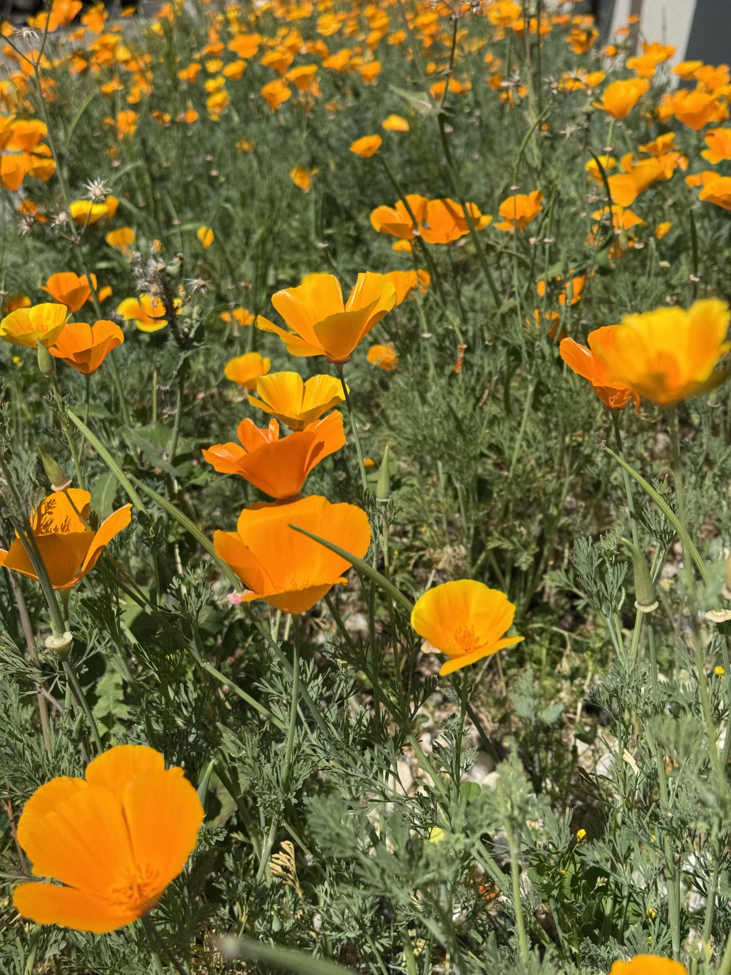 IMG_4529.jpeg