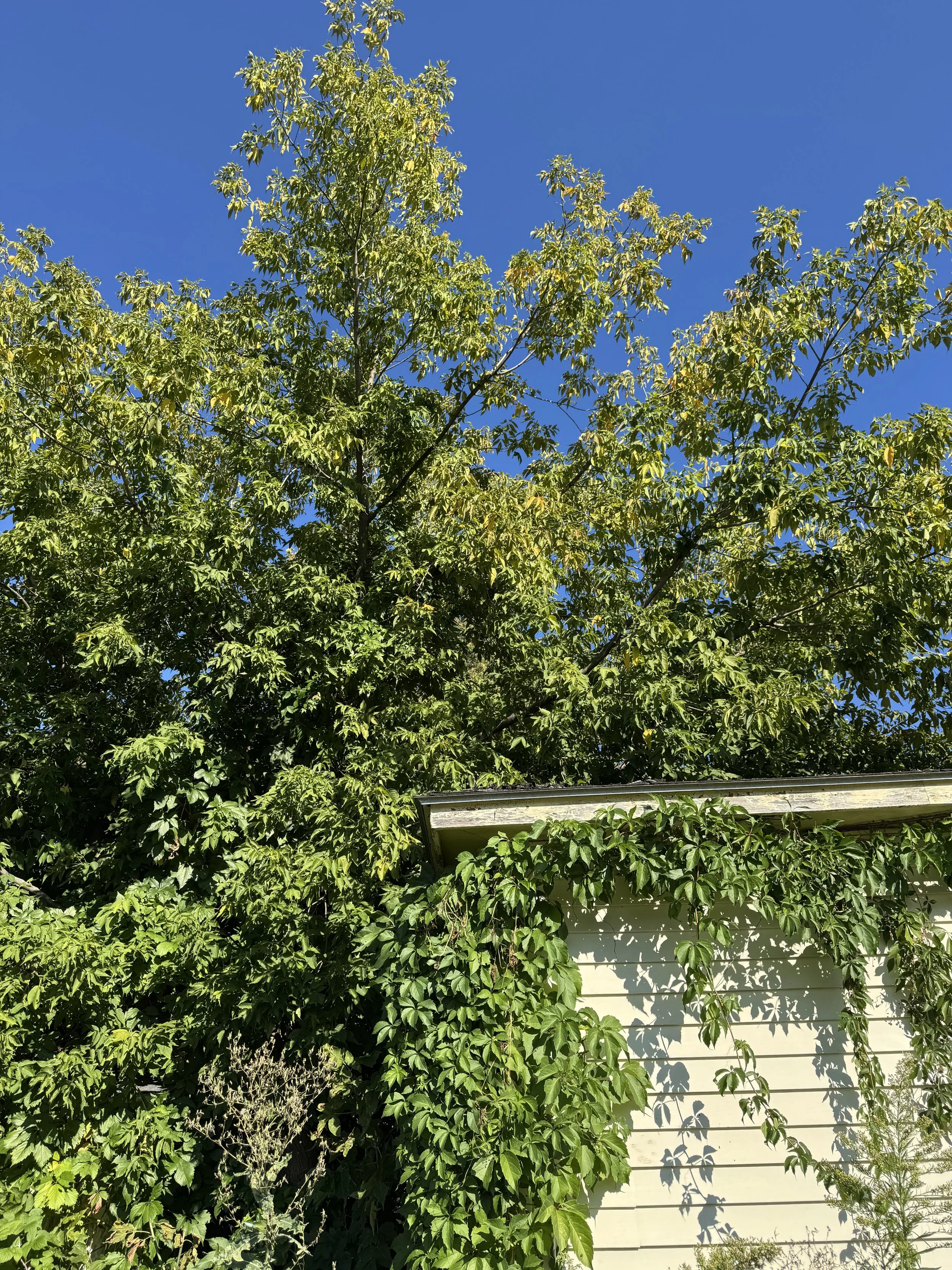 A large green tree with dense foliage extends into a clear blue sky, partially covering a house with white siding and climbing plants on its exterior.