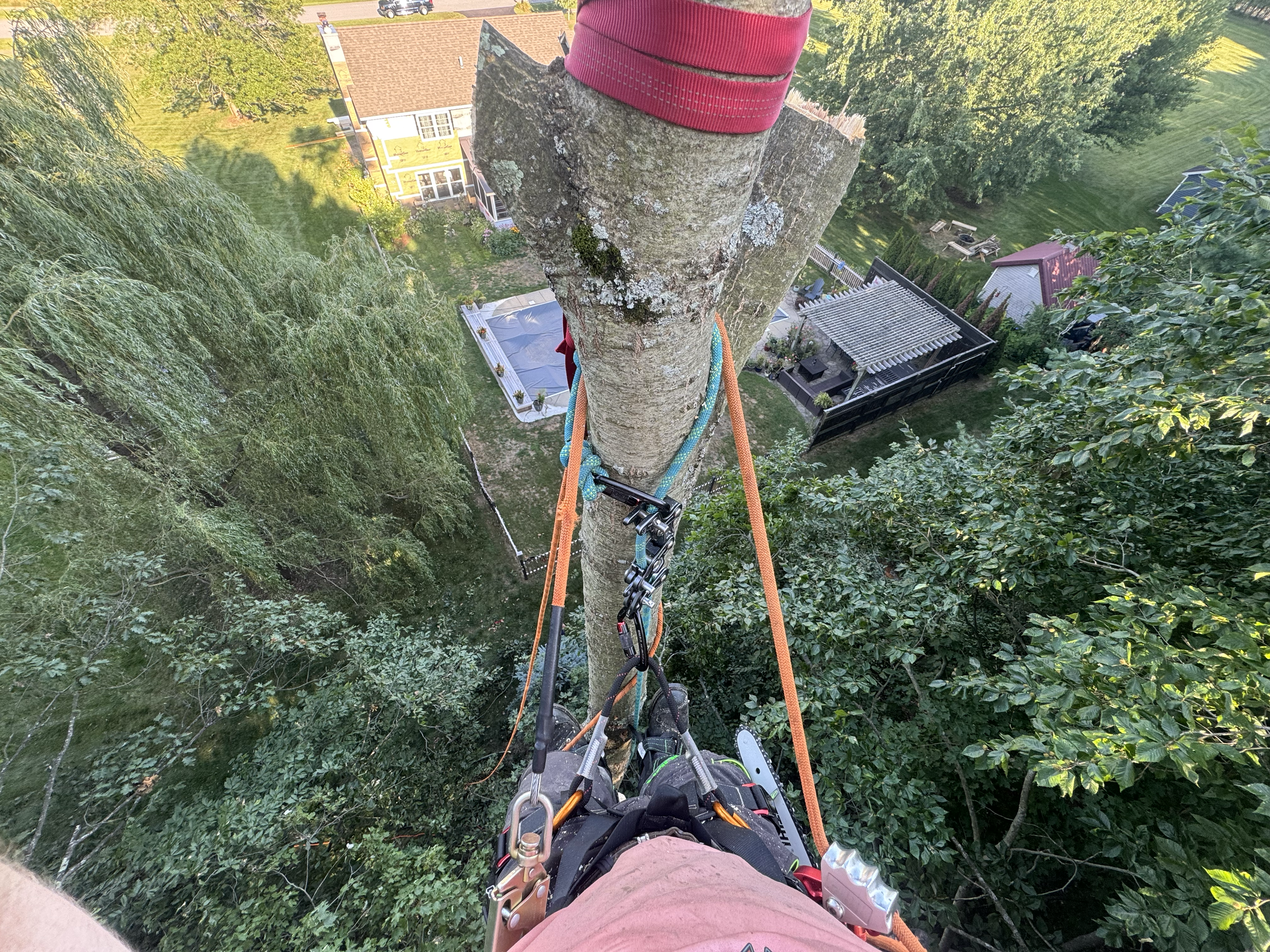 A person climbing a tall tree using climbing equipment, with a view of a backyard and neighboring houses below.