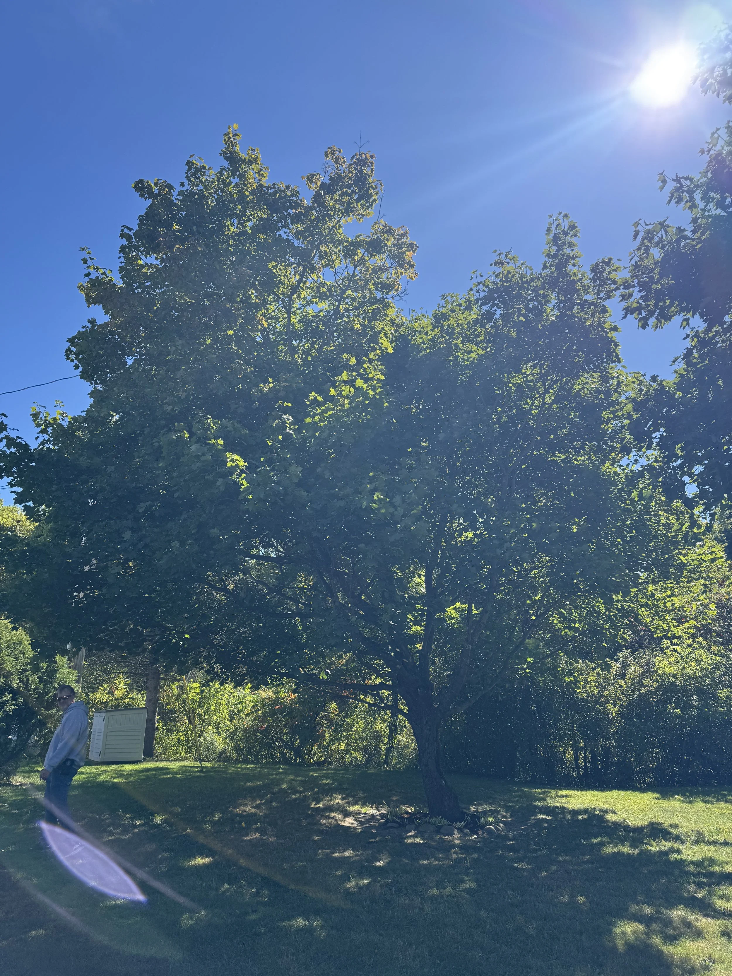 Sun shining in a clear blue sky over a green leafy tree in a park or garden. A person wearing sunglasses and a light jacket stands on the grass near the tree, with some sunlight flares visible in the image.