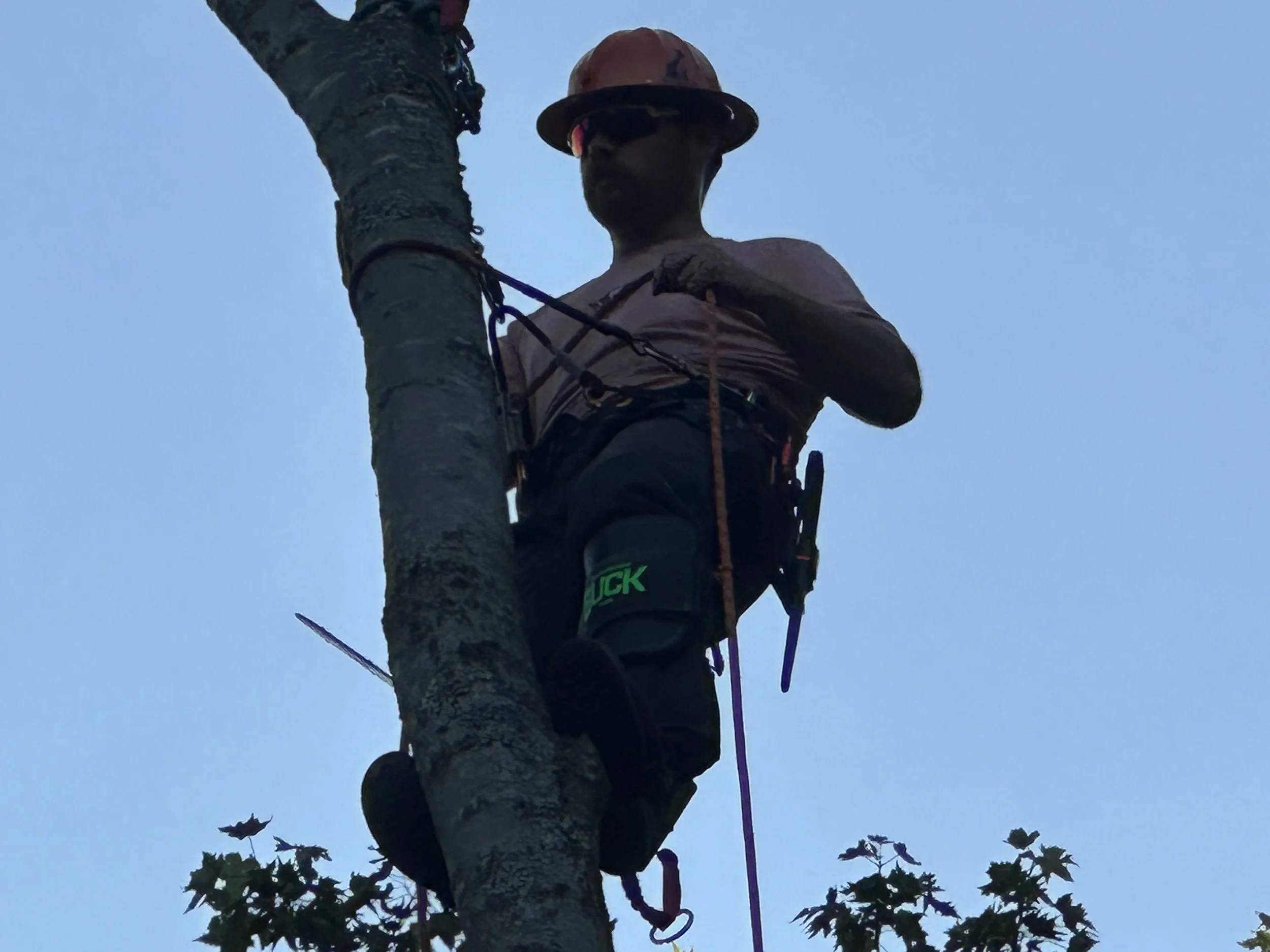 Tree climber wearing safety gear and a safety helmet, climbing a tall tree during the daytime.