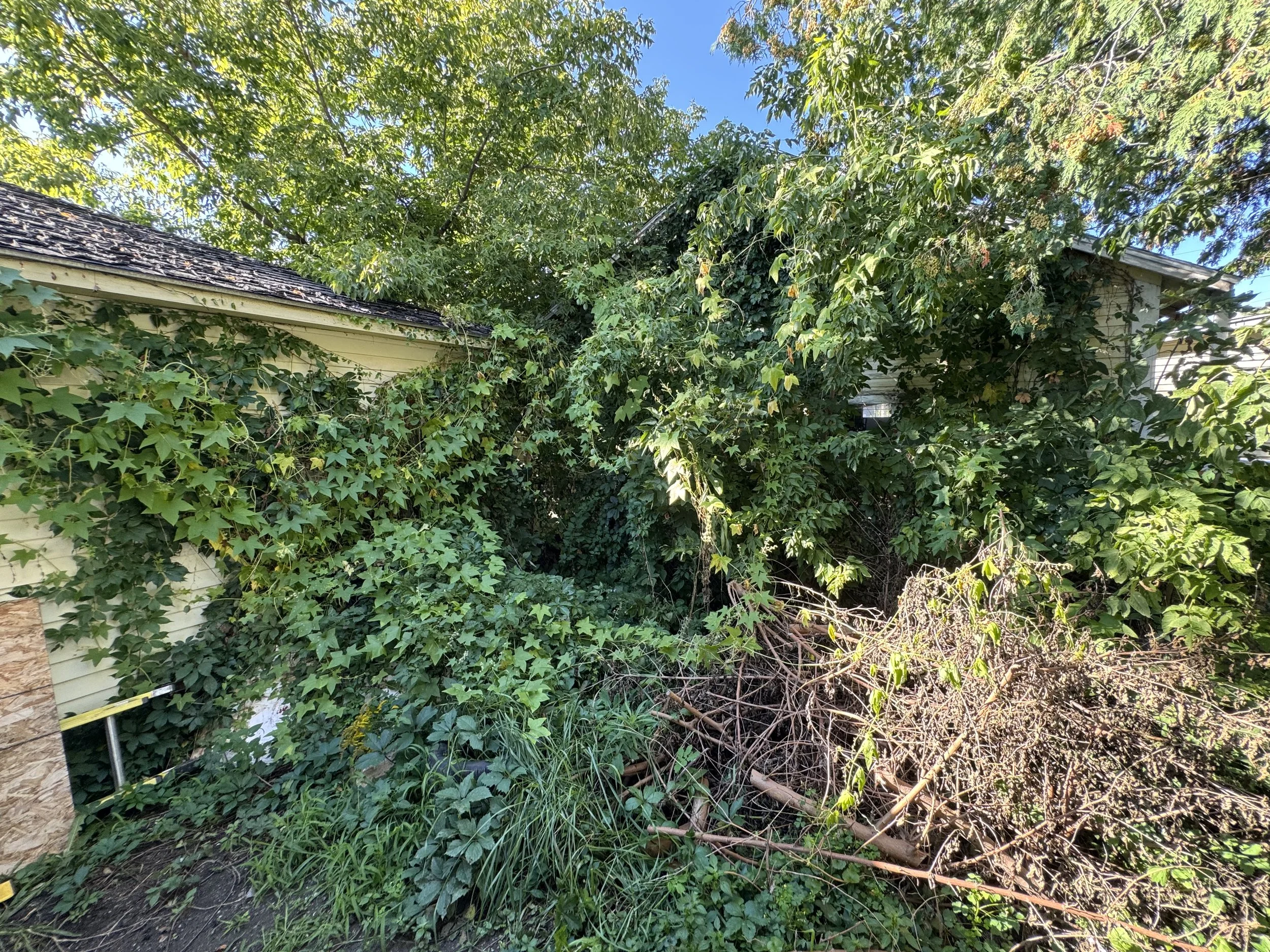 Overgrown backyard with dense green foliage and tangled vines, adjacent to a house with beige siding and a dark shingled roof.