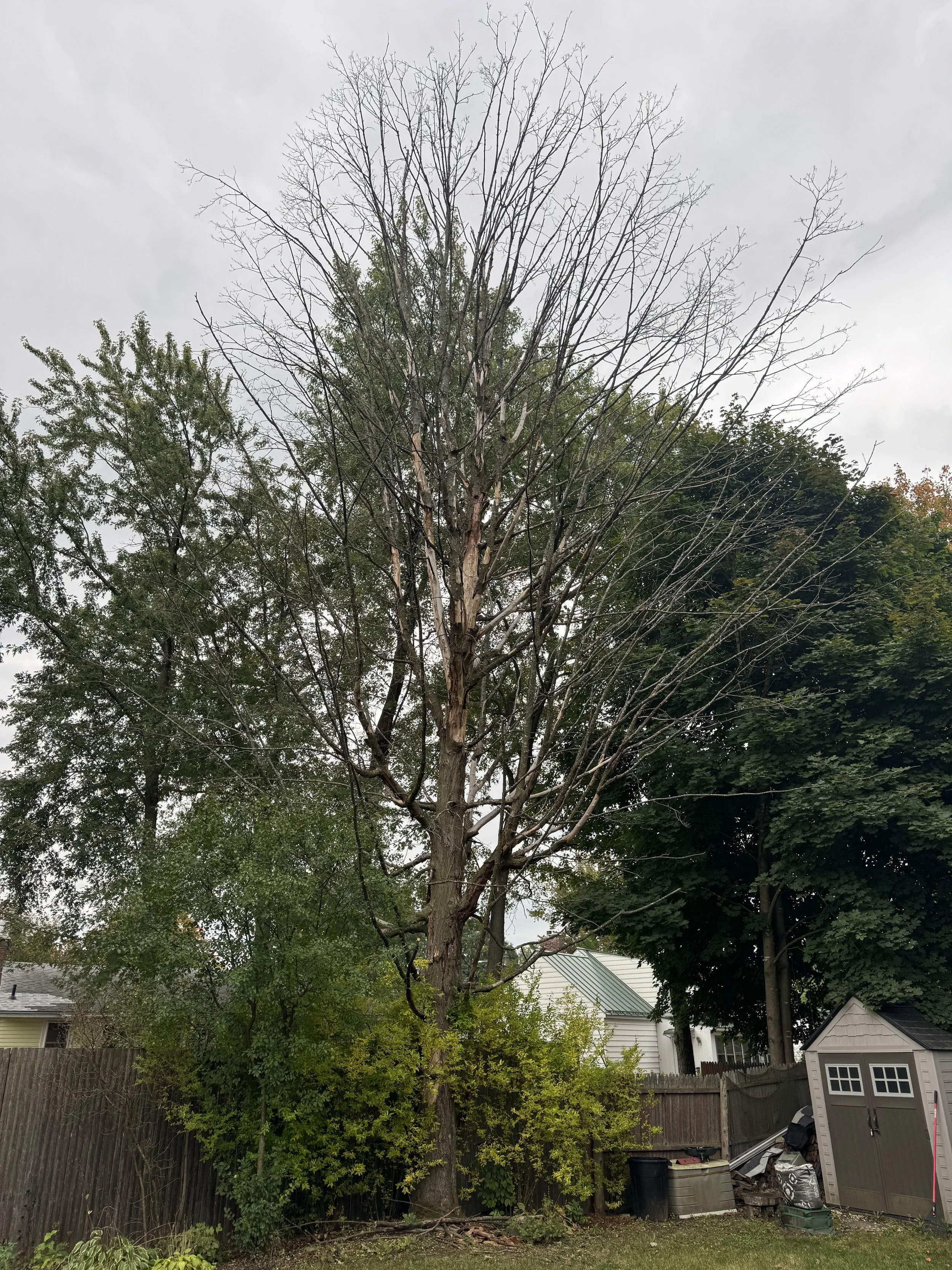 Large Dead Norway Maple Above a Fence