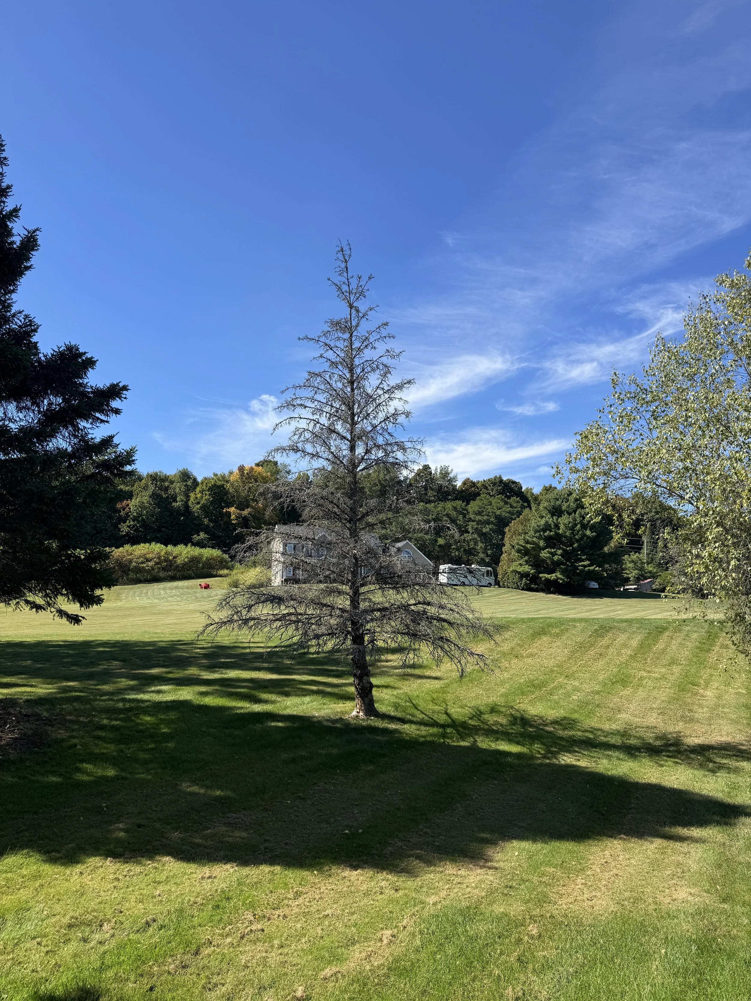 A leafless tree in the center of a grassy yard with shadows, surrounded by other green trees, under a blue sky with scattered clouds.