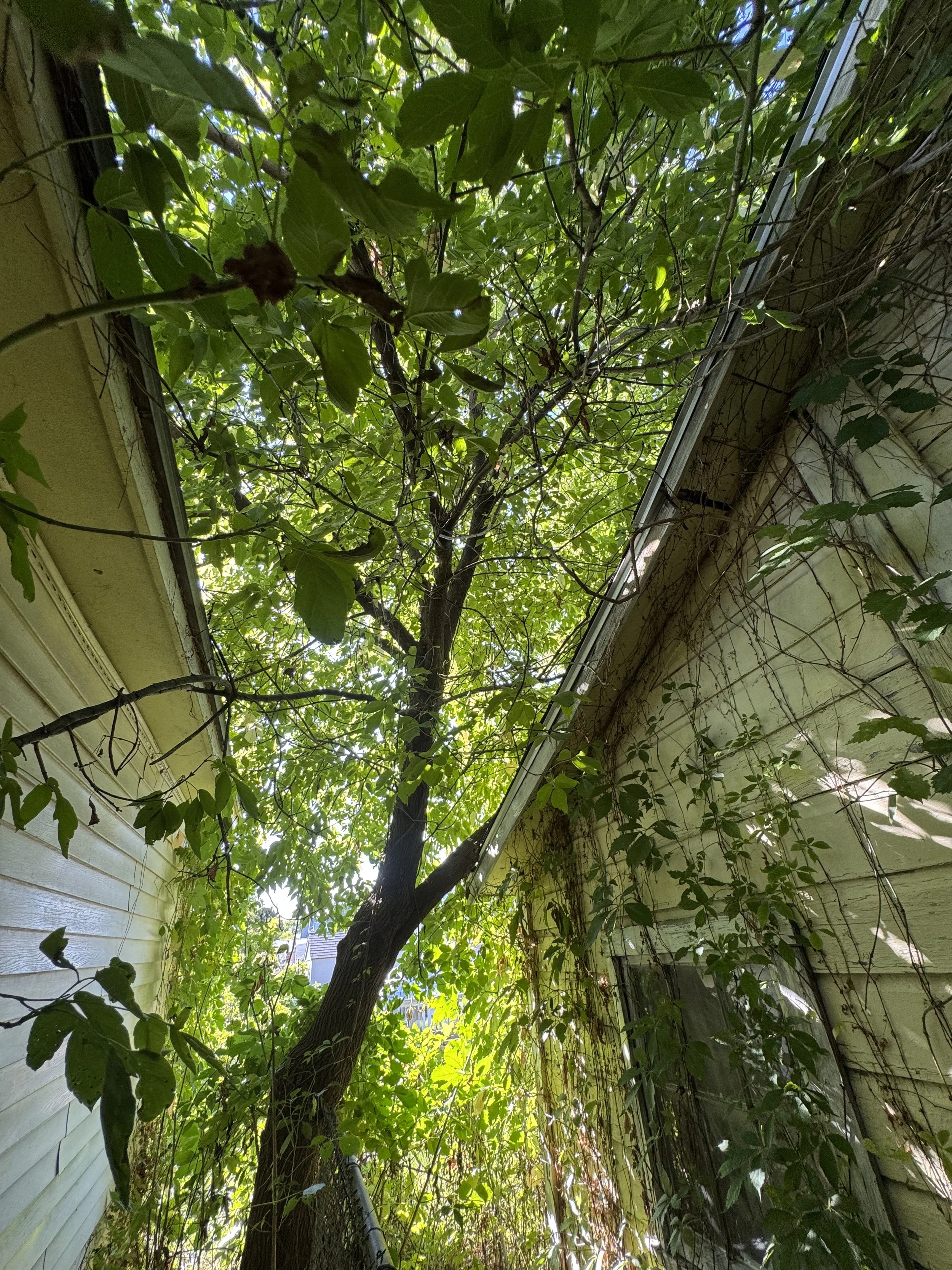 View looking up at a tree growing between two houses with vine covering the exterior walls, sunlight filtering through the leaves.