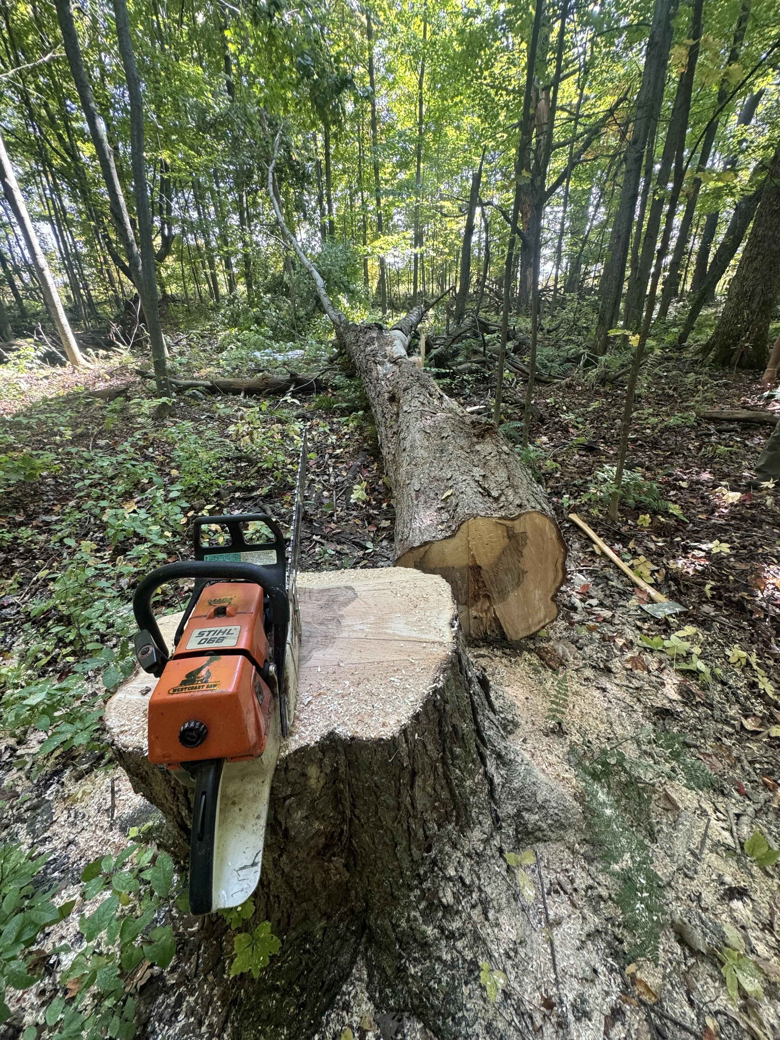 A fallen tree lies across a wooded forest area, with a chainsaw placed on a large tree stump nearby.