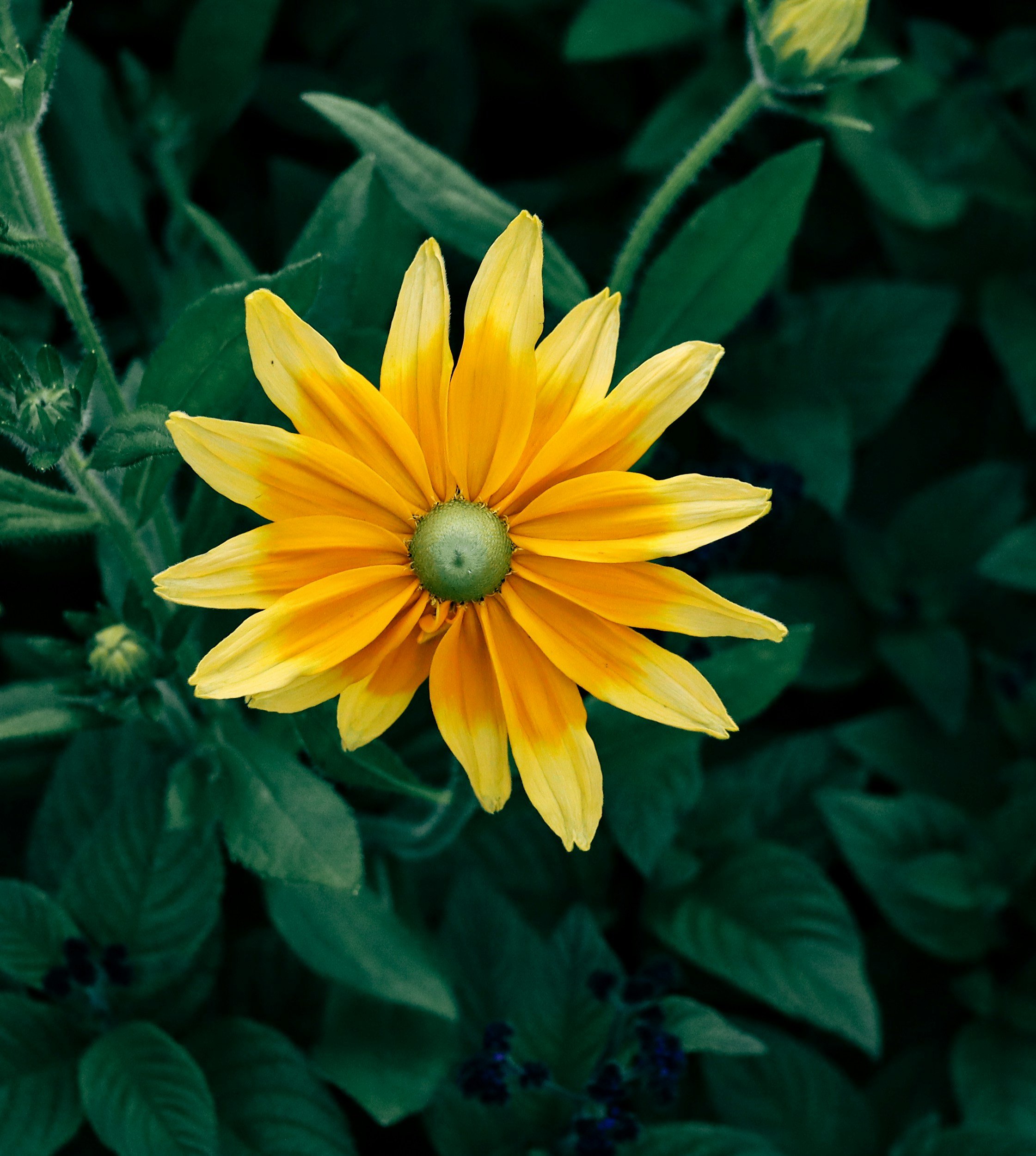 A yellow flower with elongated petals surrounded by green leaves.