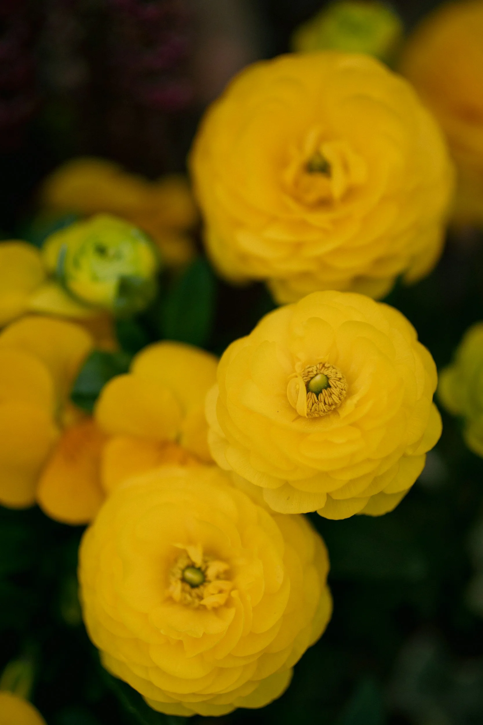 Close-up of bright yellow, multi-layered ranunculus flowers with green foliage in background.
