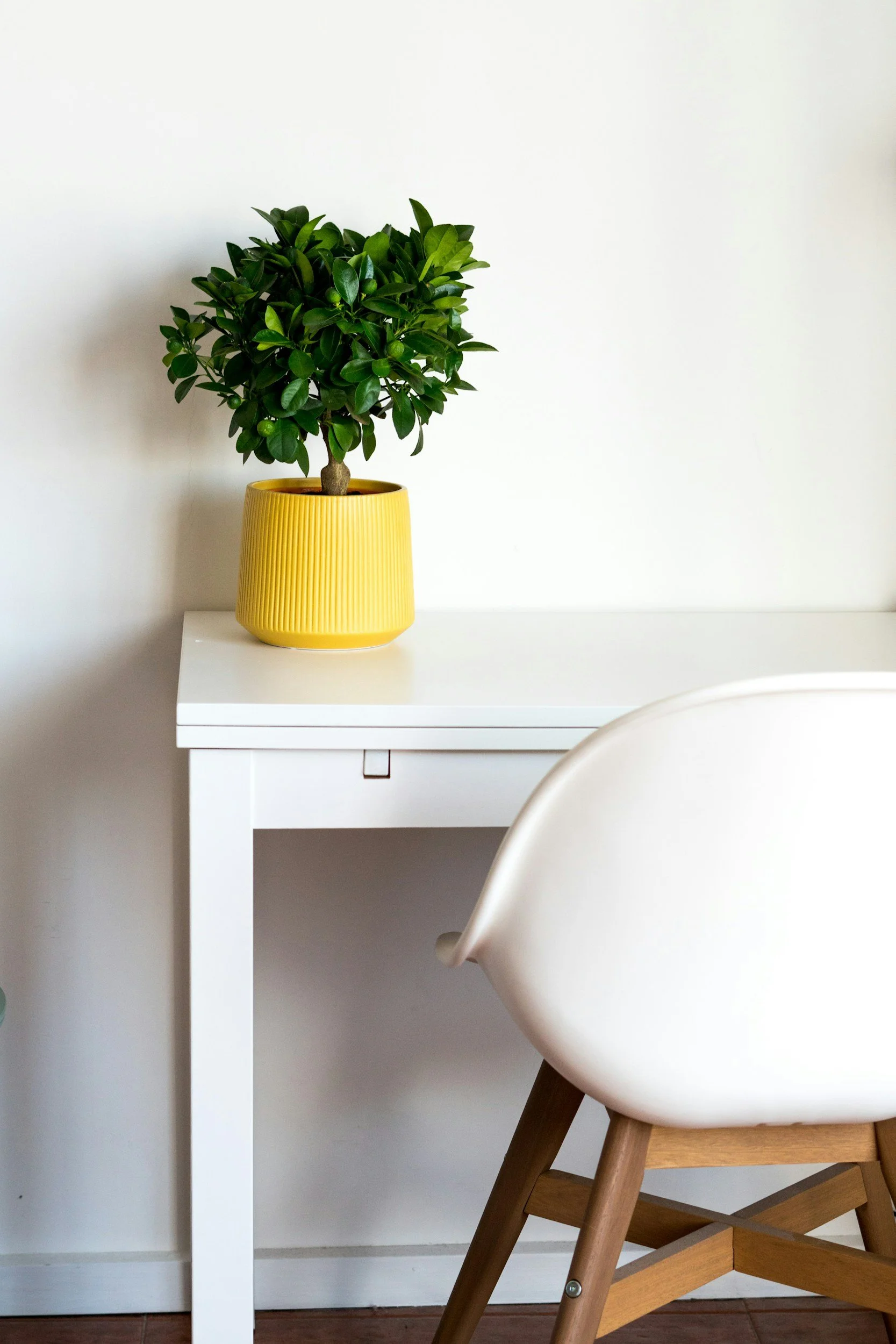 A potted green plant with shiny leaves on a white table against a plain white wall, partially visible beige chair with wooden arms and legs.