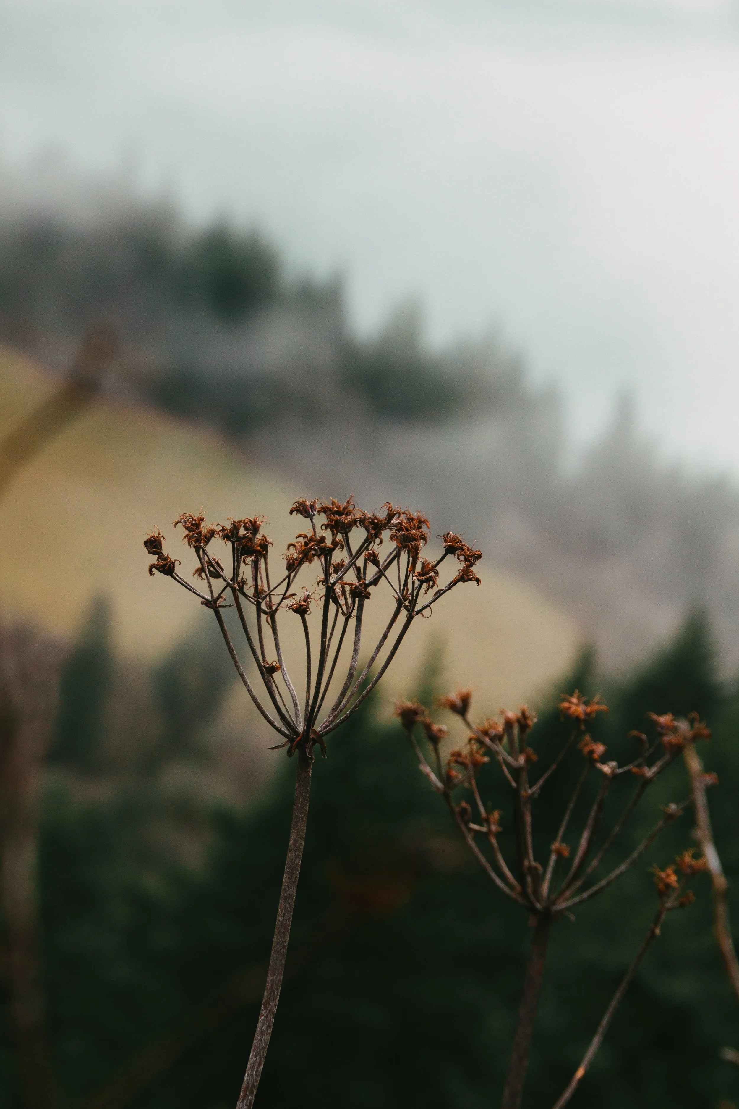Fragments of Memory