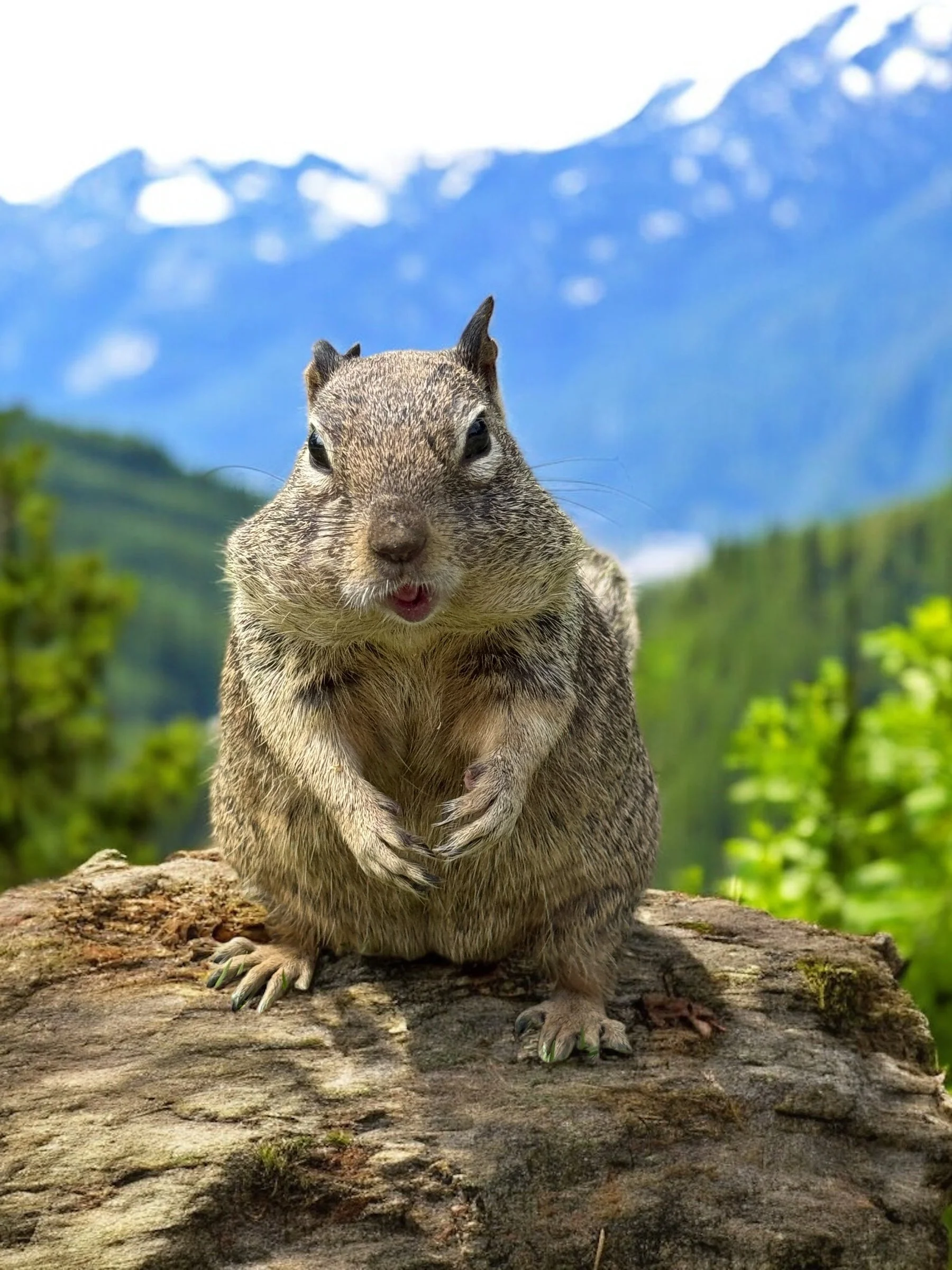 A gopher standing on a log with green trees and a mountain range in the background.