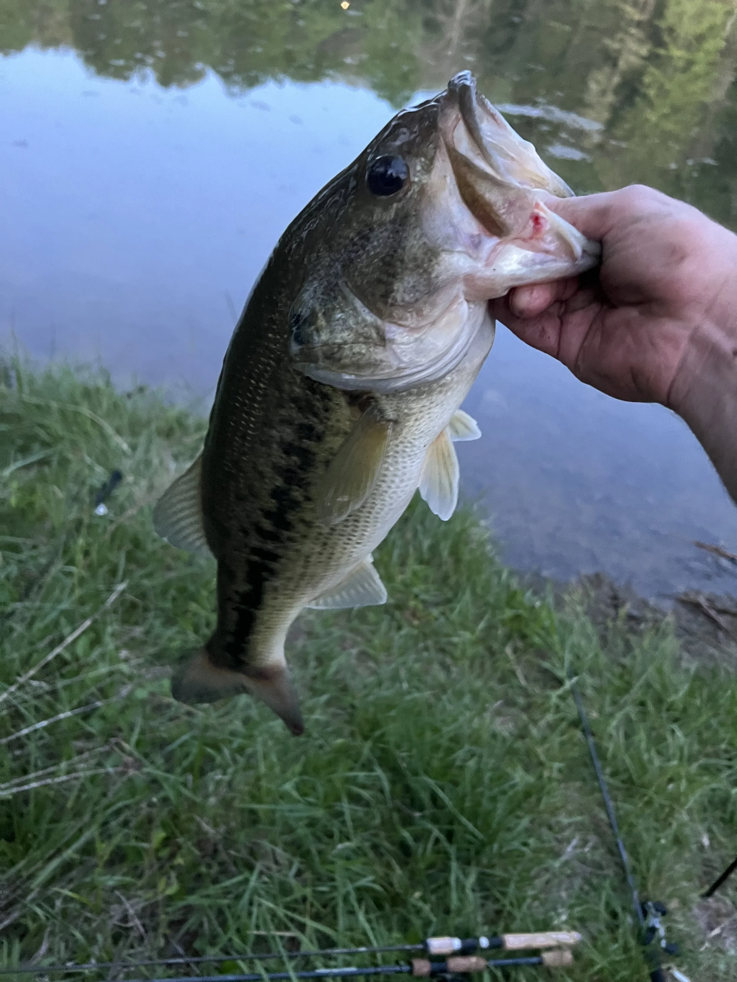 A person holding a largemouth bass fish near the water's edge with a fishing rod on the ground in the foreground.