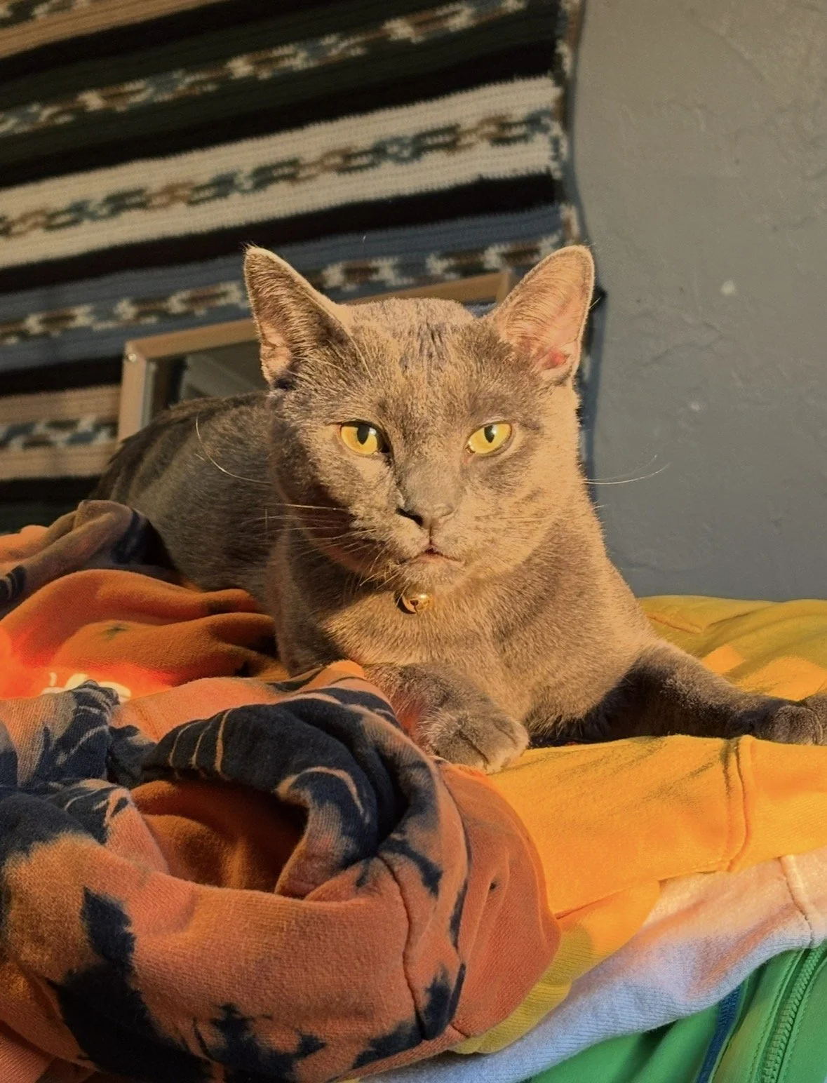 Gray cat with yellow eyes lying on multicolored blankets, with a patterned textile hanging on the wall in the background.