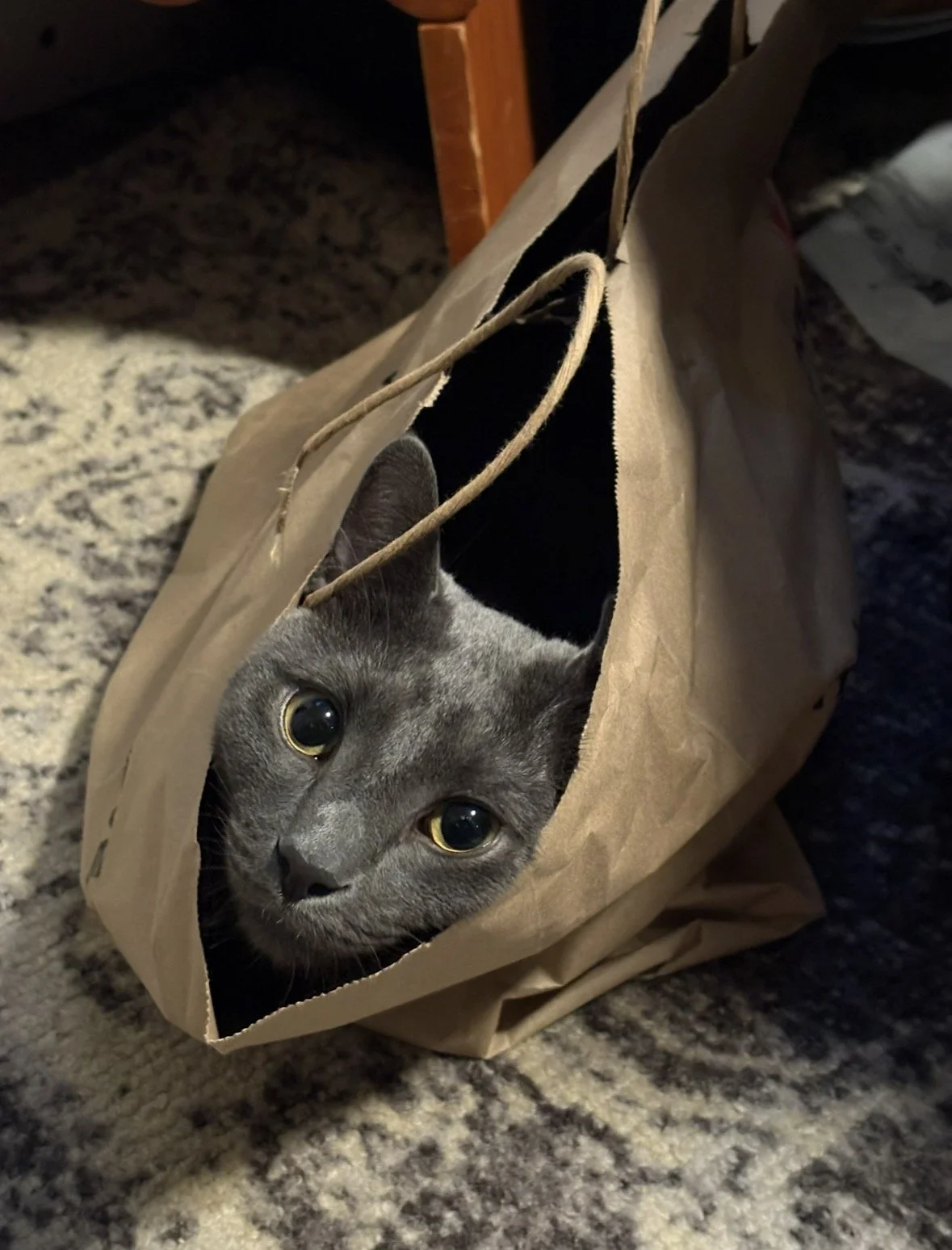 Gray cat with yellow eyes inside a brown paper bag on a textured carpeted floor.