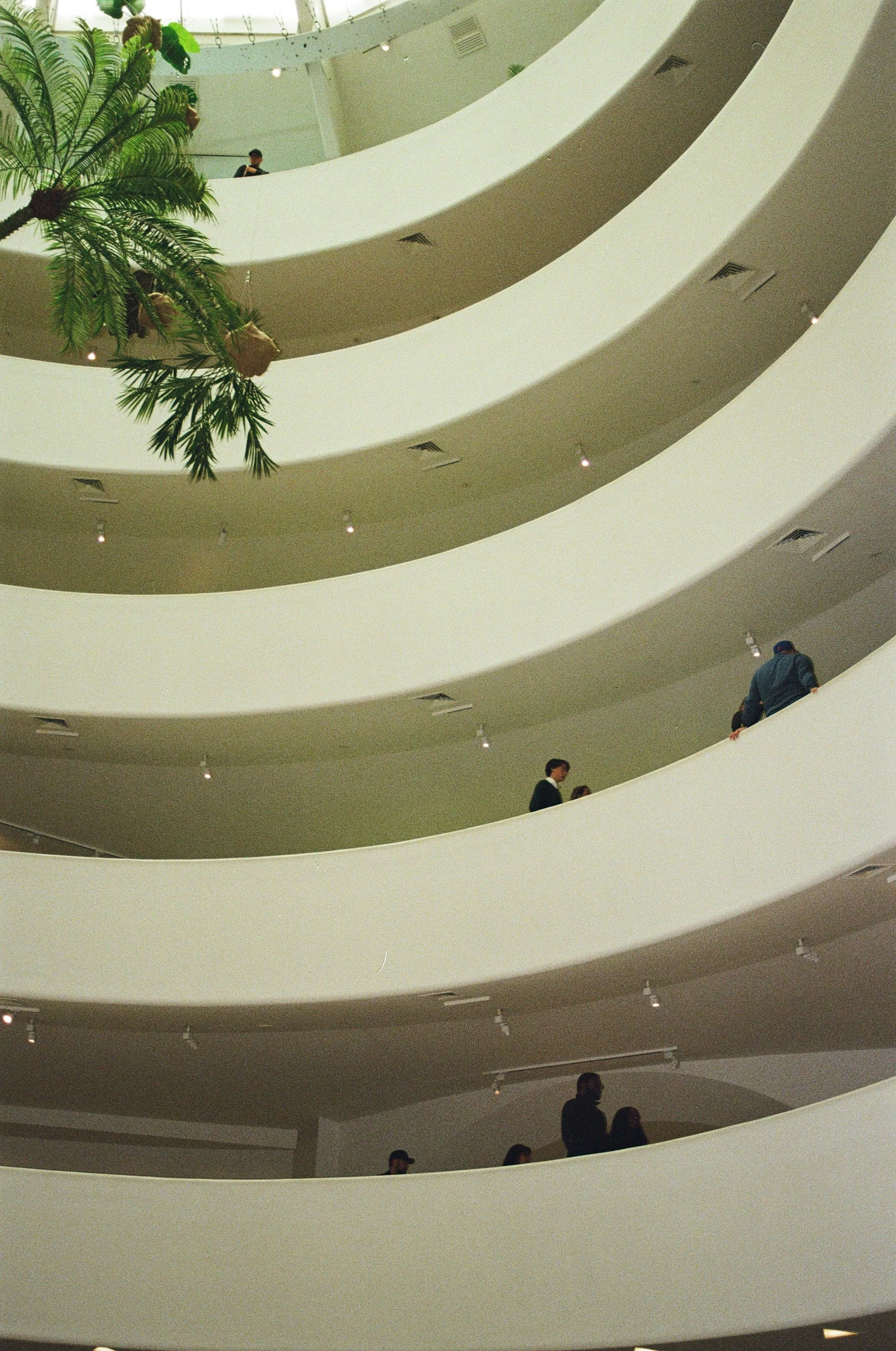 Guggenheim Palms