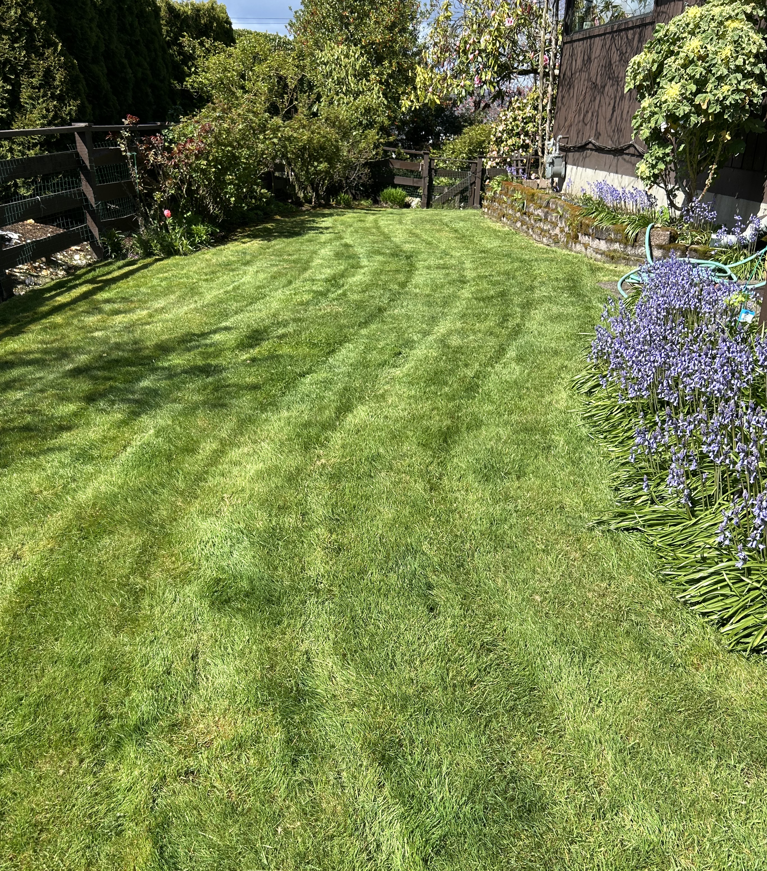 A well-maintained backyard with a lush, green lawn and blooming purple flowers along the right side. There are trees and bushes in the background, a wooden fence on the left, and a brick retaining wall on the right. The sky is partly cloudy.