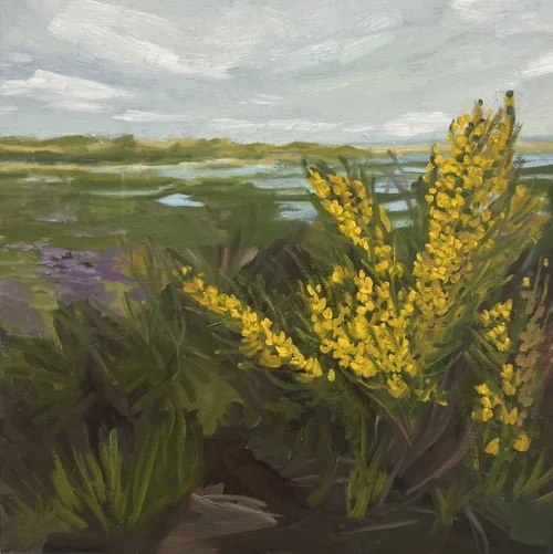Scotch Broom & the Harbor