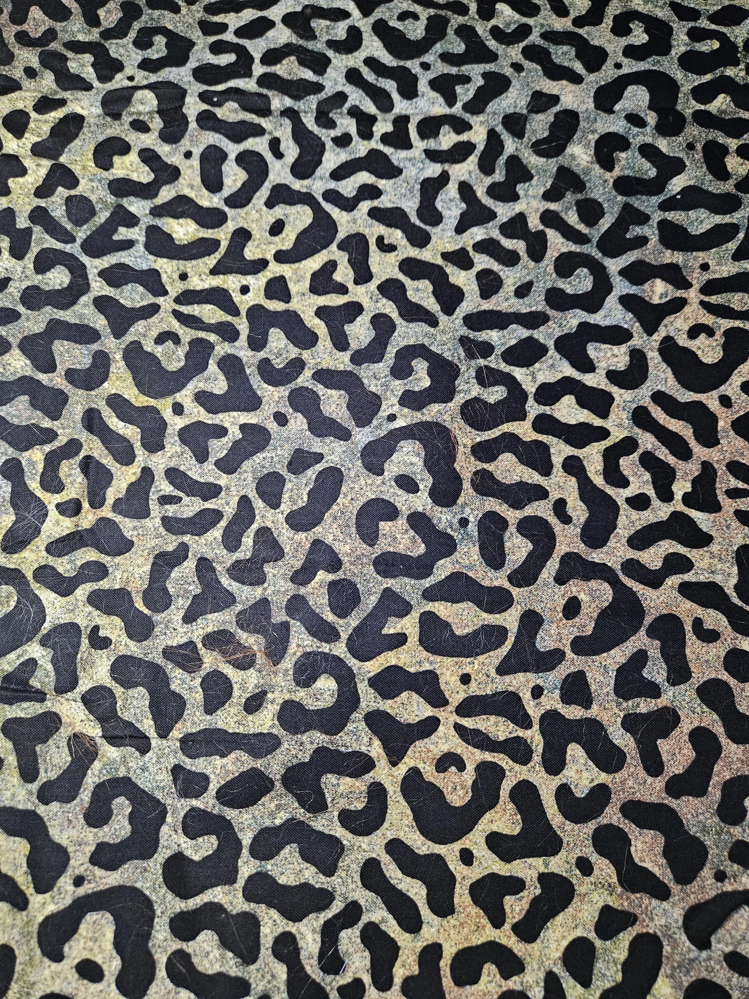 Brown and Black Cheetah