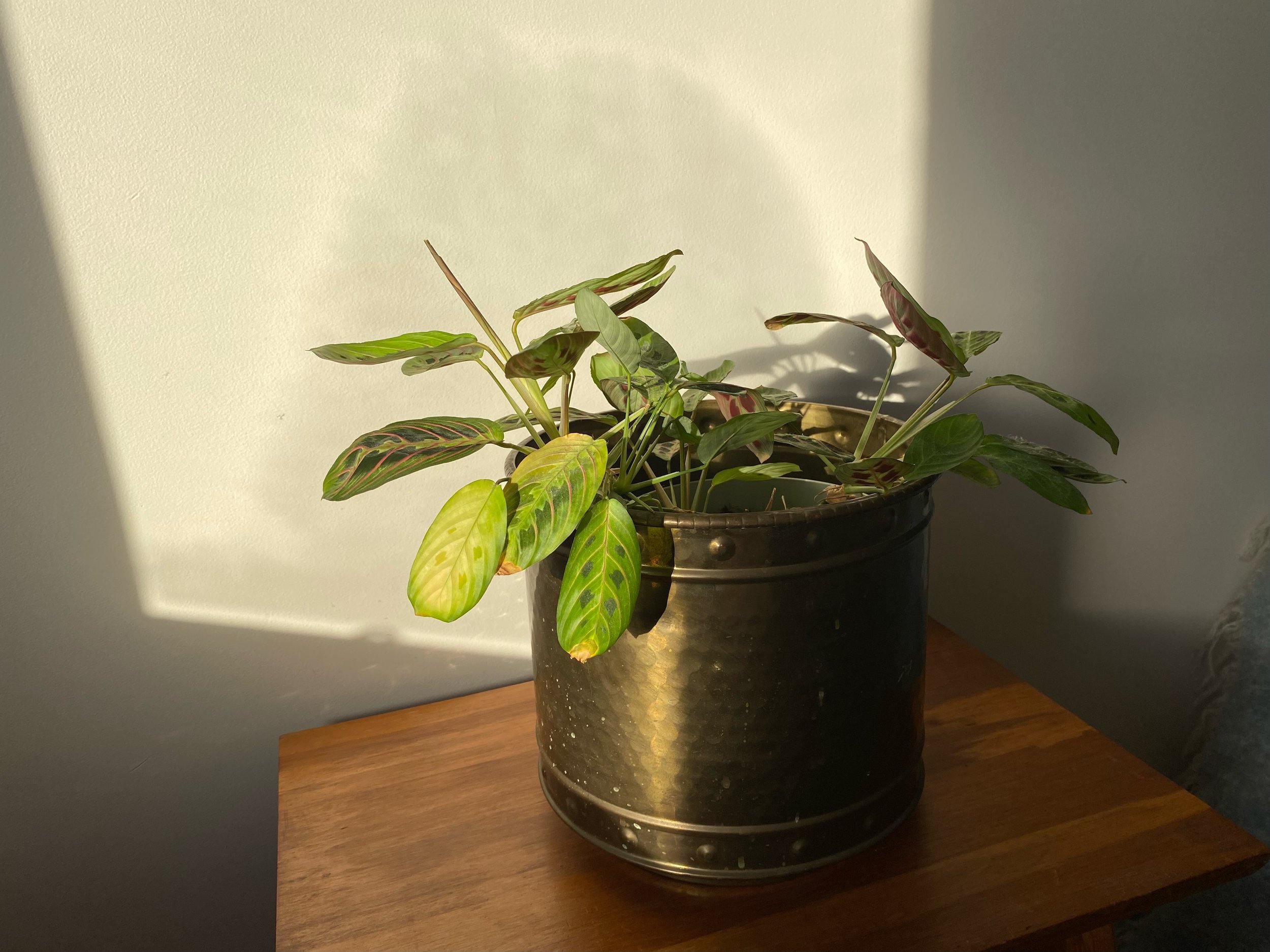 Large Copper Plant Pot