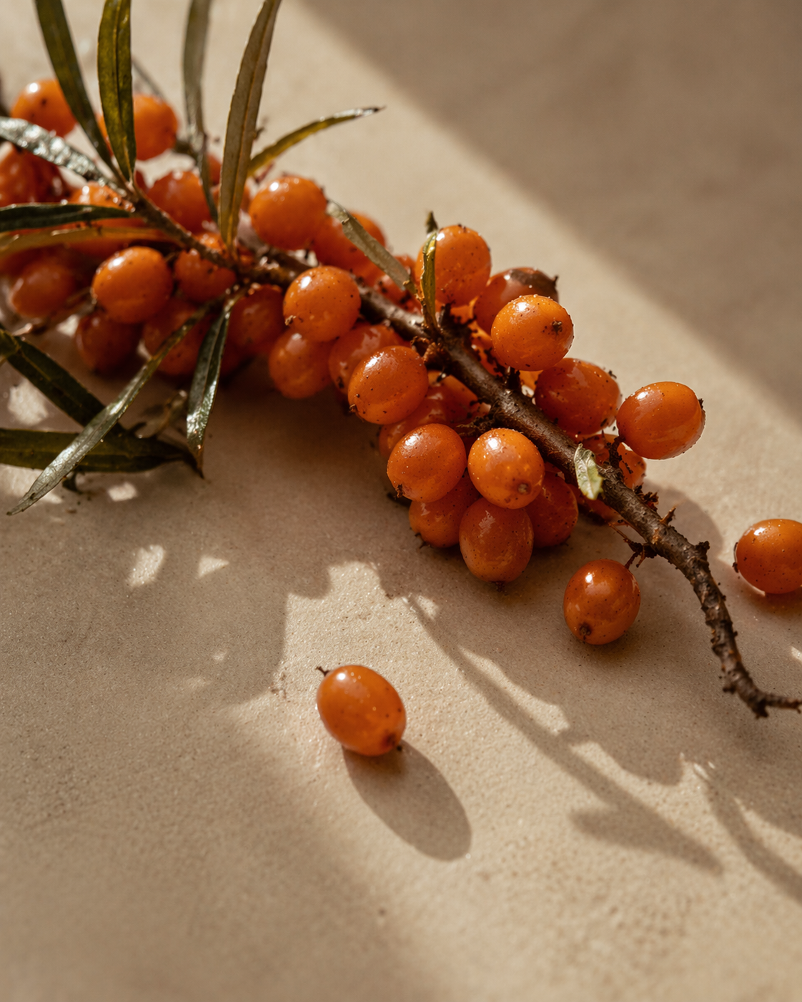 sea buckthorn berries potent skin care natural organic vanilla orchid