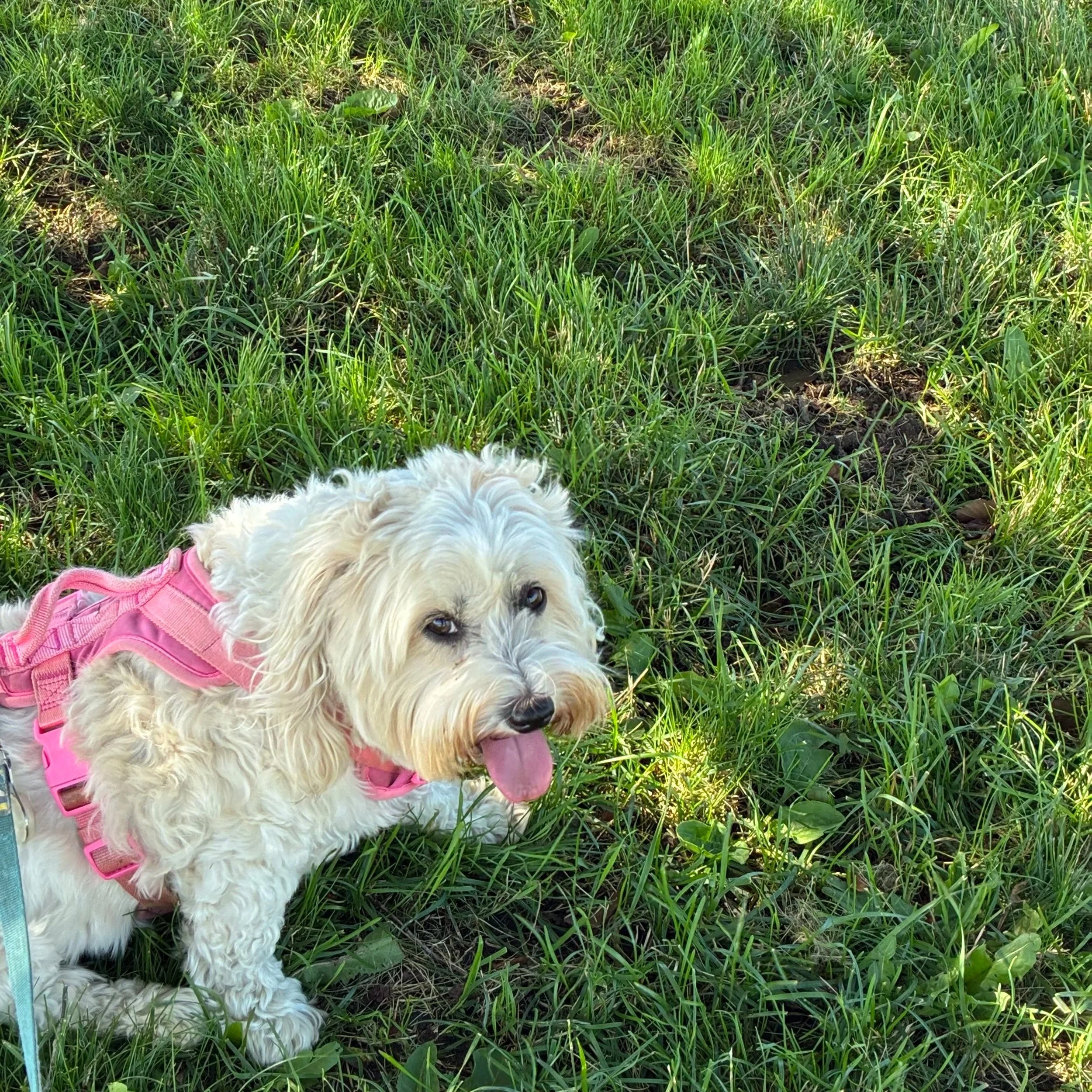 A small, fluffy, white dog with long ears and a pink harness sitting on green grass, panting with tongue out.