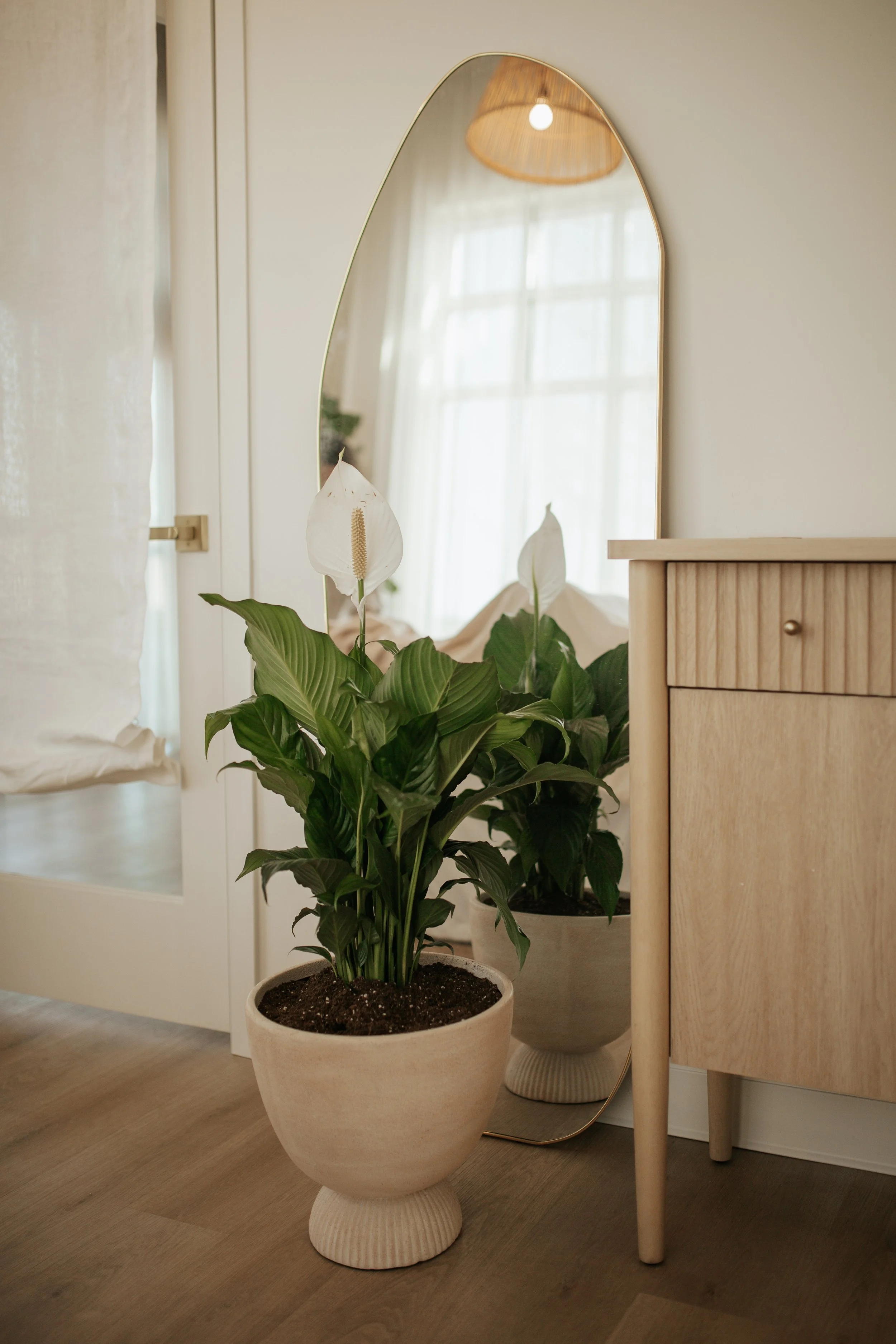 Peace lily in the calming treatment space at Ezer Wellness in Greeley, Colorado.