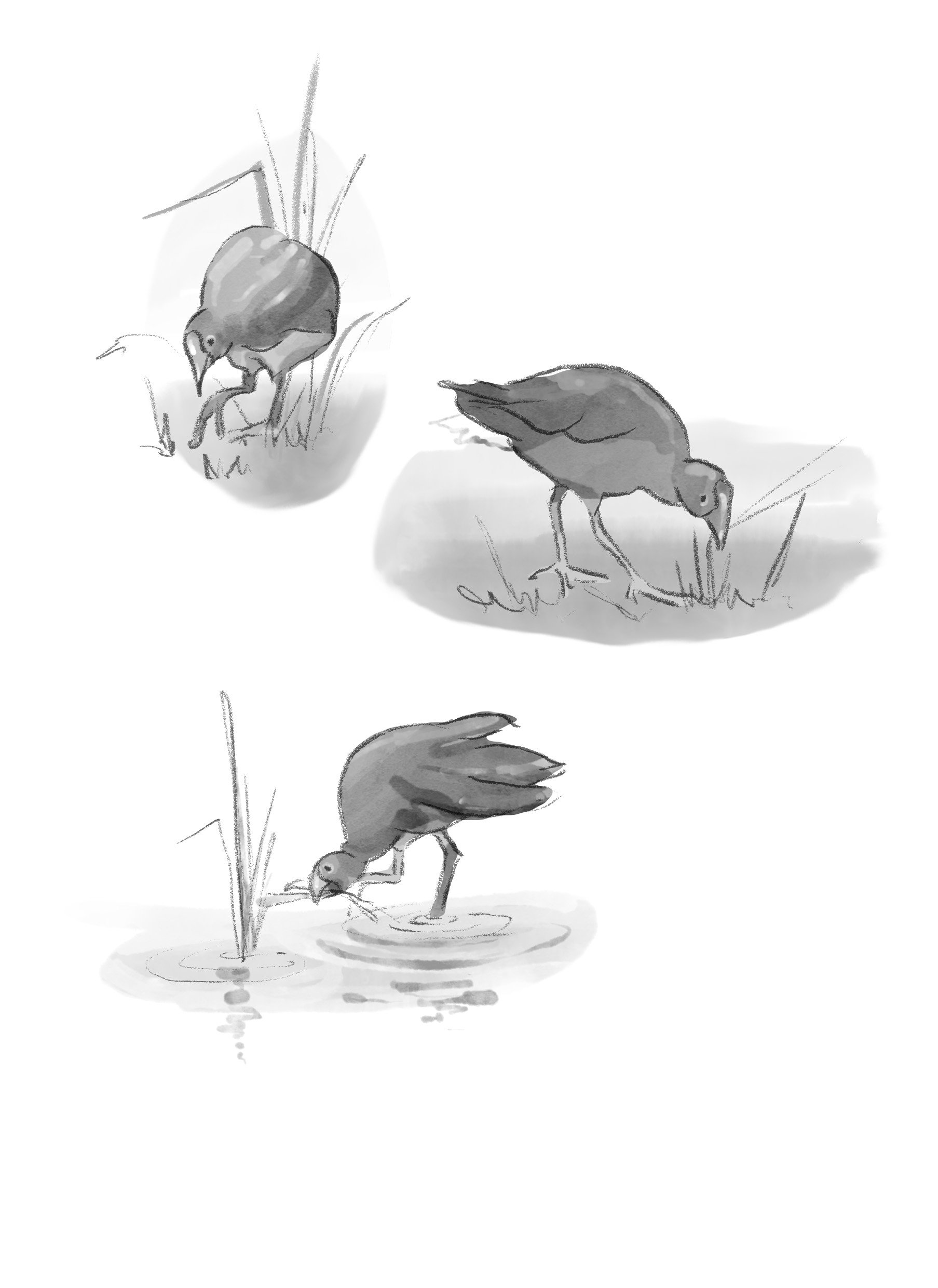 Black and white sketches of three small birds, with three different poses: one pecking at the ground, one standing on grass, and one drinking from water.