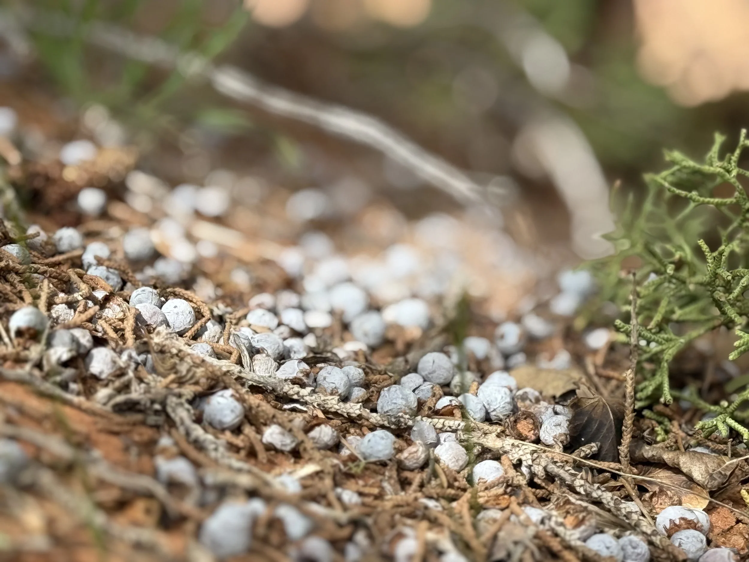 Mk Clarkin LCSW Juniper berries on ground in Arches National Park