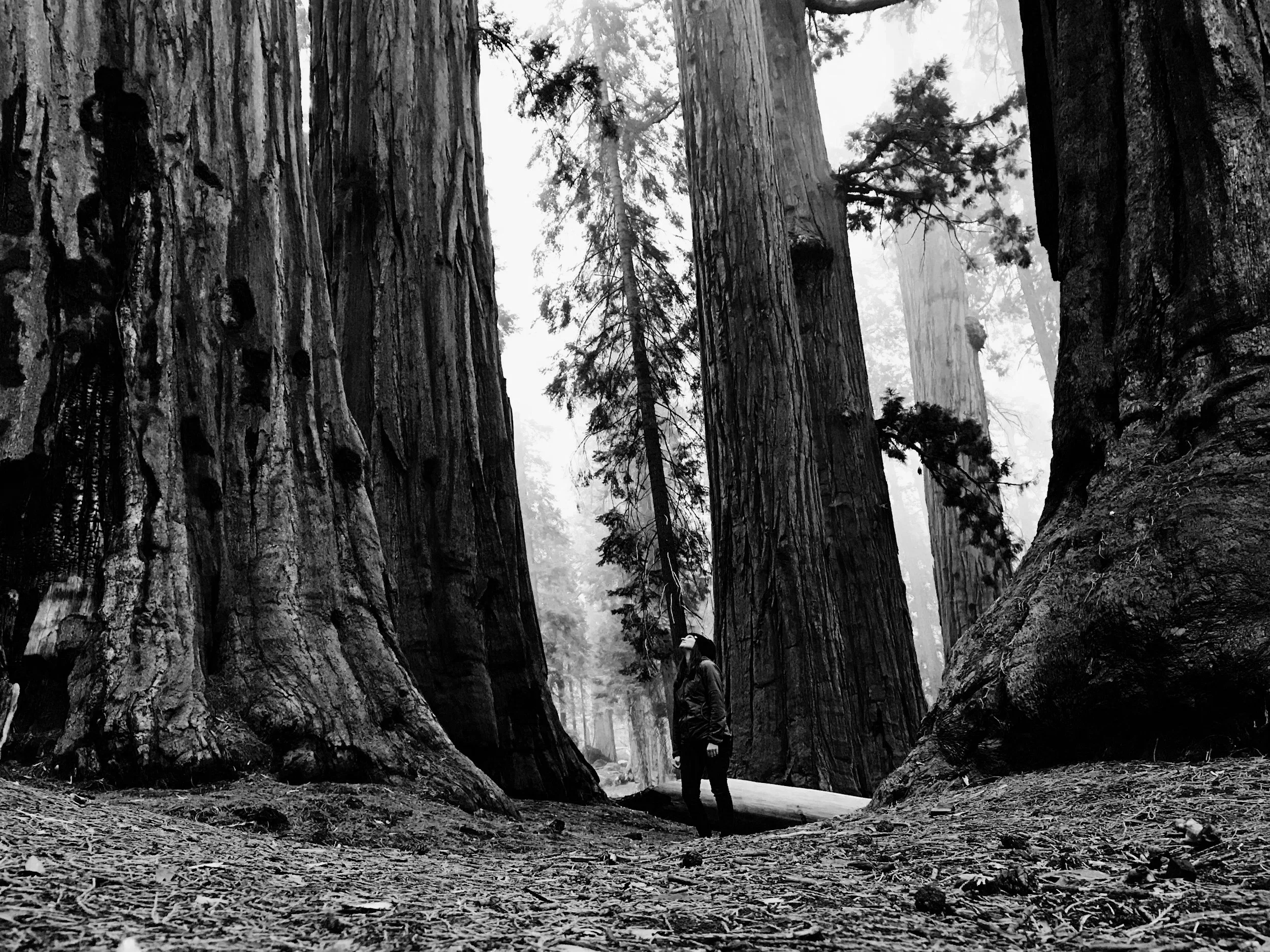 What Redwood Trees Know That We've Forgotten