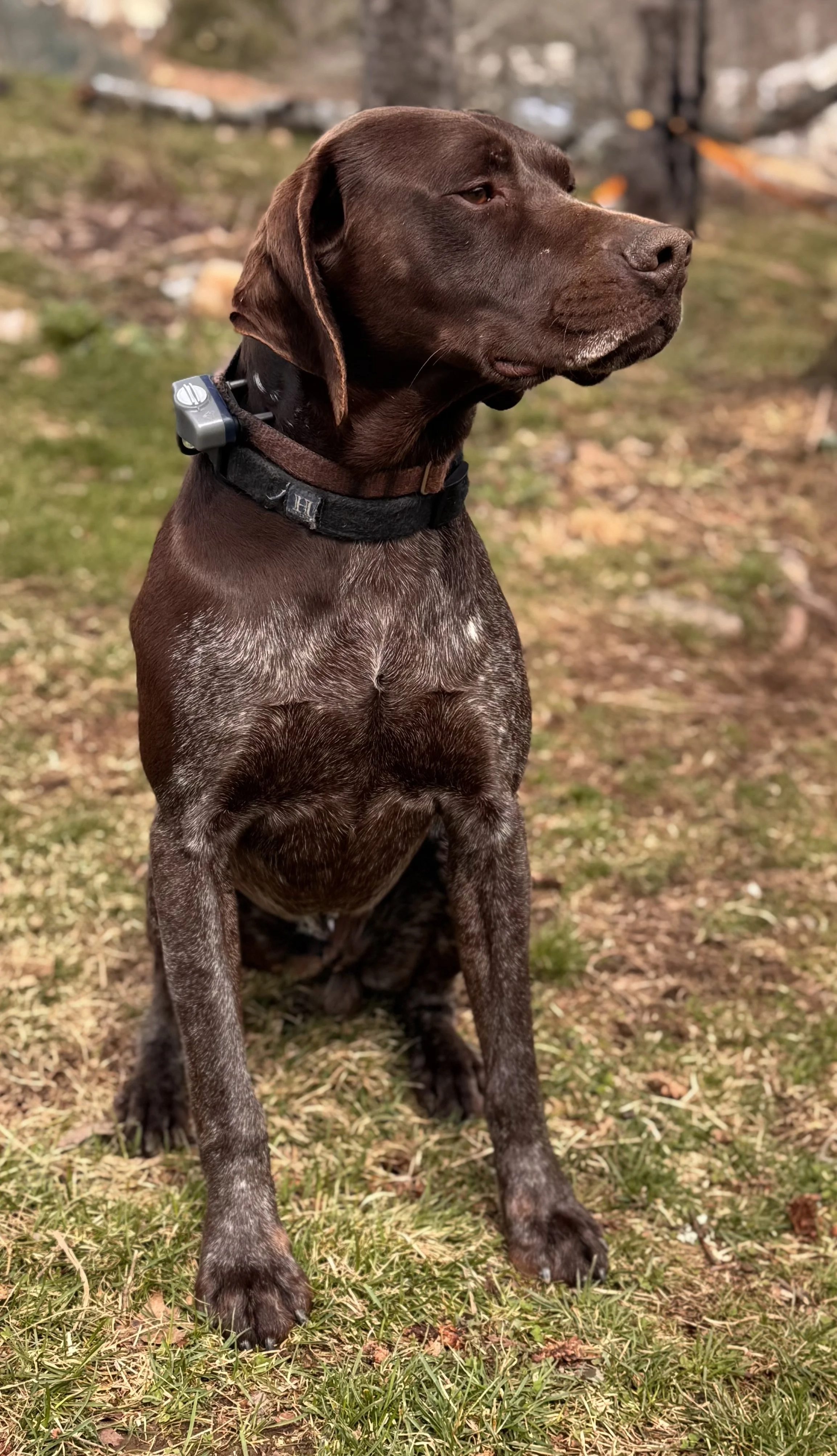 A brown dog with a short coat, sitting outdoors on grass, wearing a collar with a small device attached. The dog appears alert and looking to the side, with a blurred background featuring trees and patches of ground.