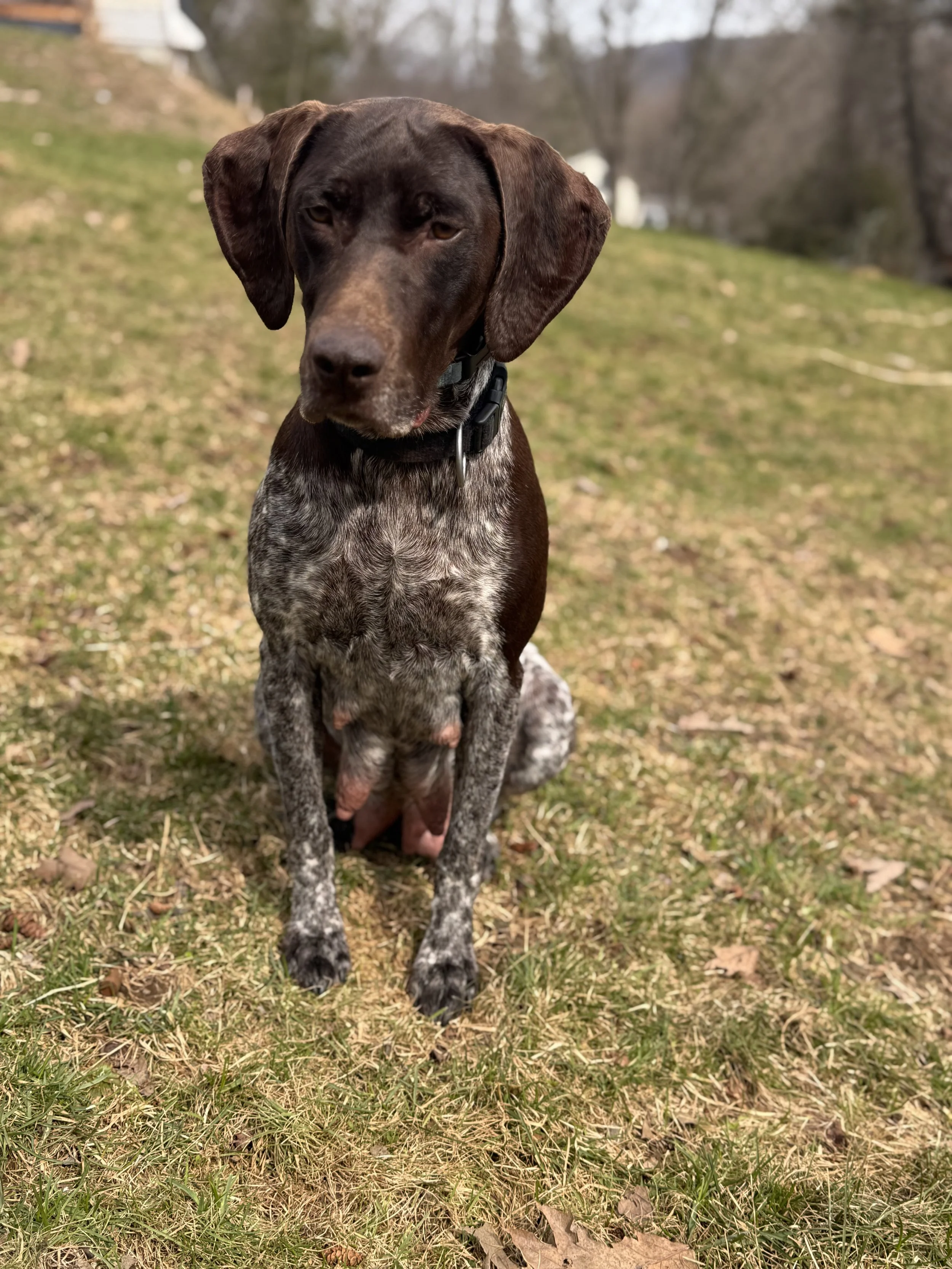 A brown and speckled dog sitting on grass outdoors, with a blurred background of trees and sky.