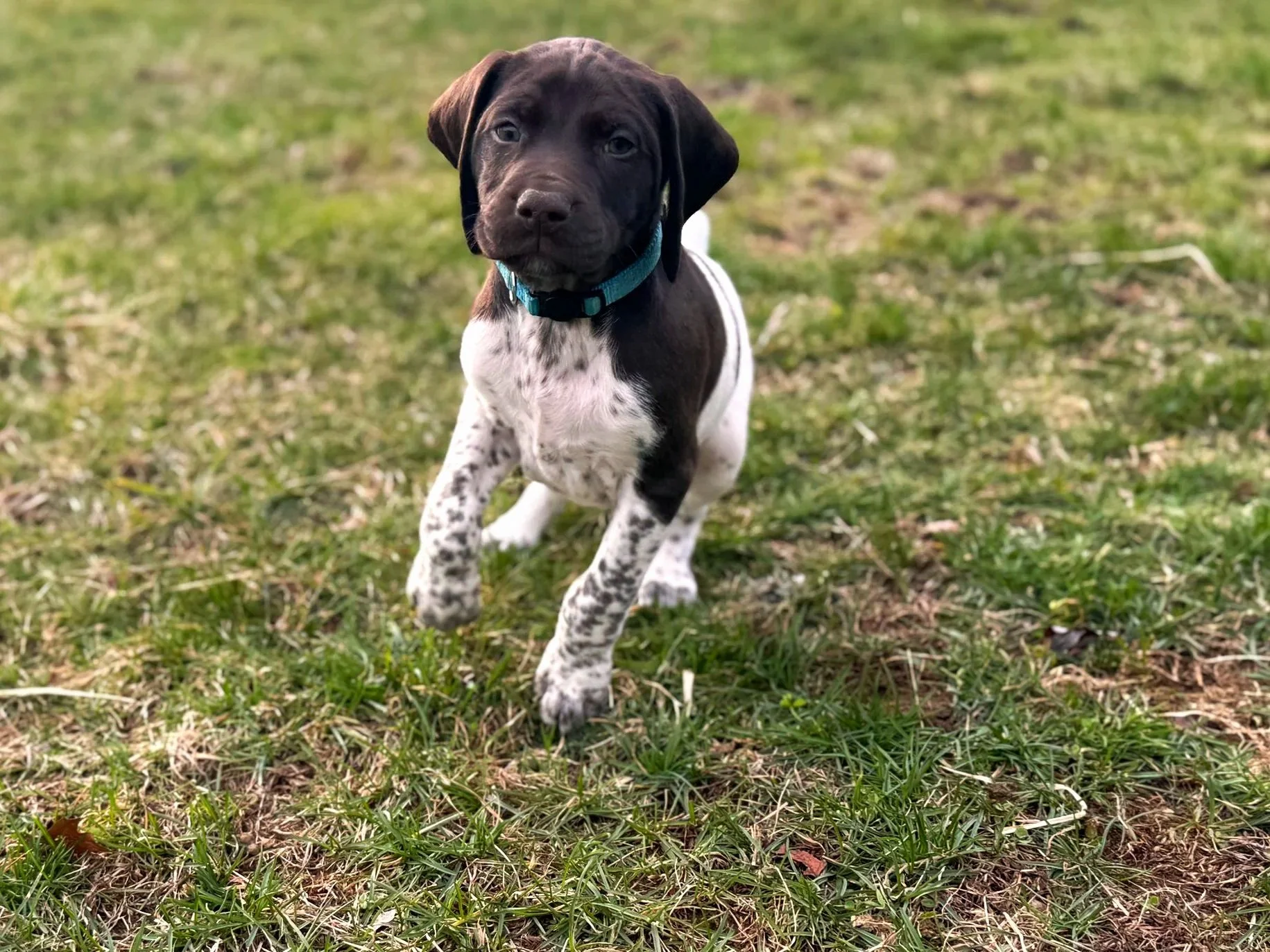 A black and white puppy runs on a grassy field, wearing a blue collar.