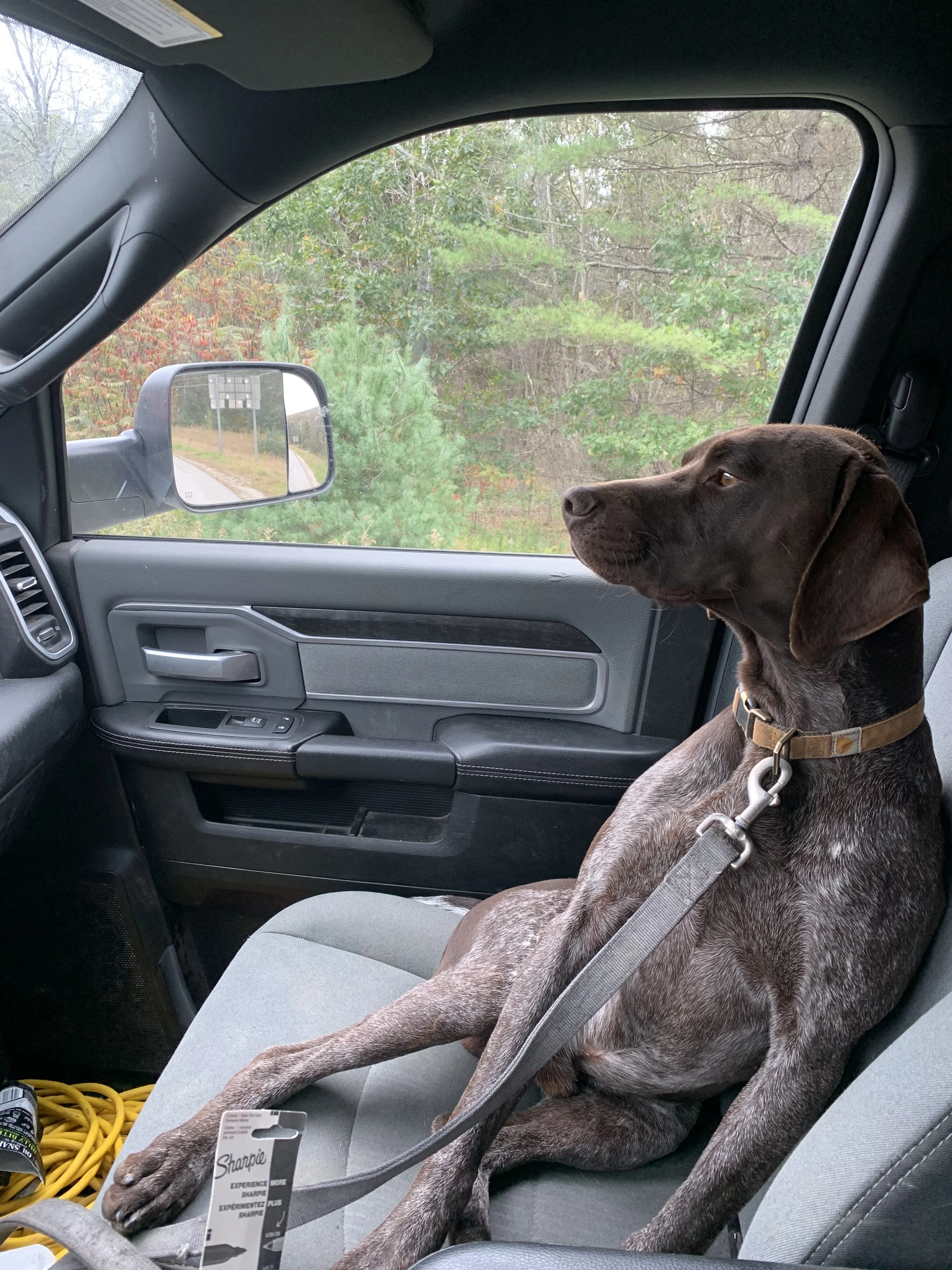 A brown and gray dog sitting in the passenger seat of a vehicle, looking out the window at trees and greenery outside.