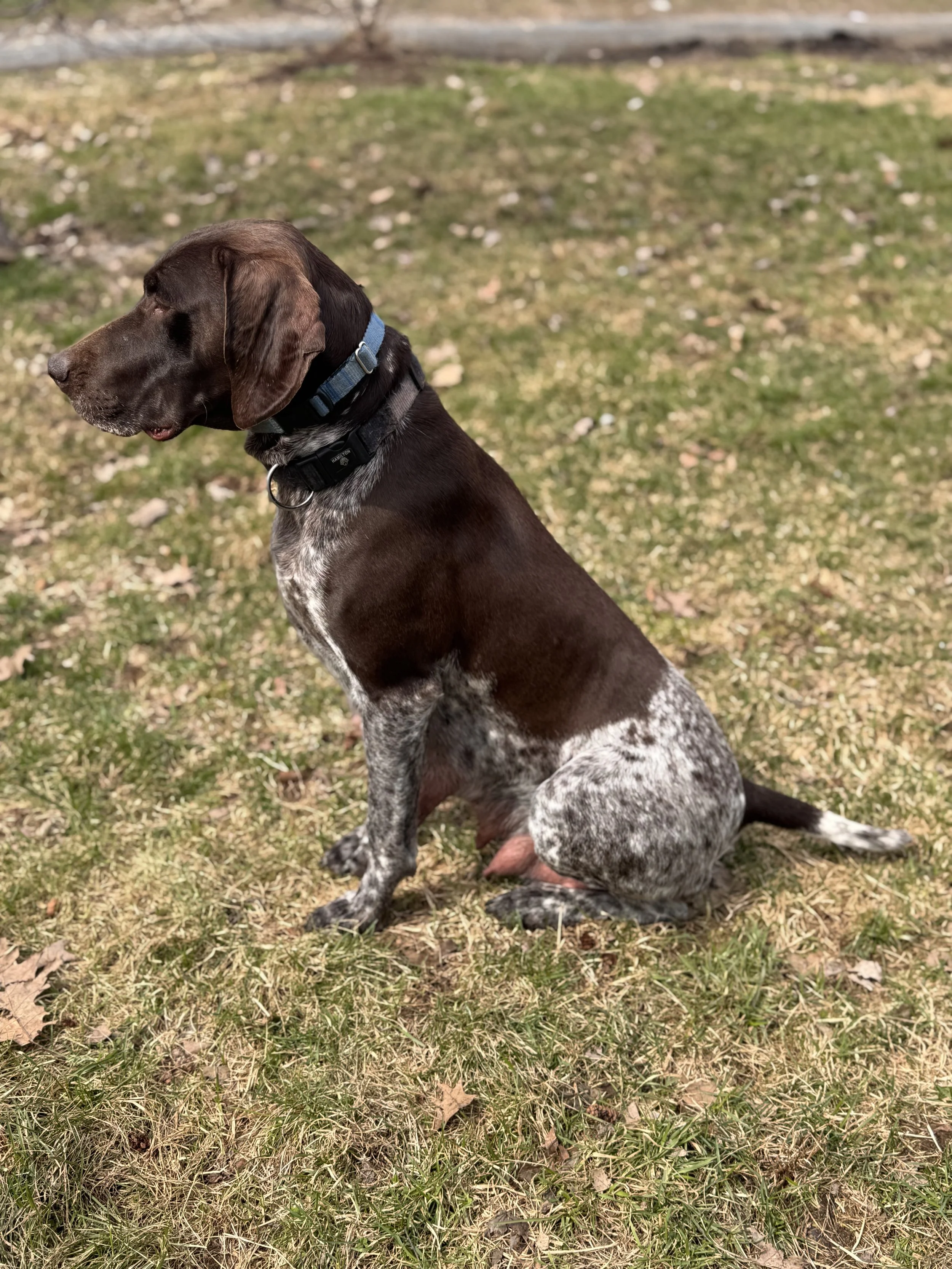 A German shorthaired pointer dog sitting on grass with a background of fallen leaves and a dirt path.