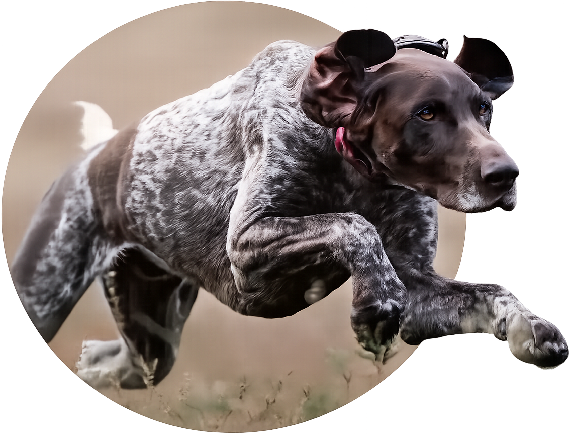 A dog with a striking coat pattern is captured mid-action outdoors, with a focused expression, surrounded by a blurred background.
