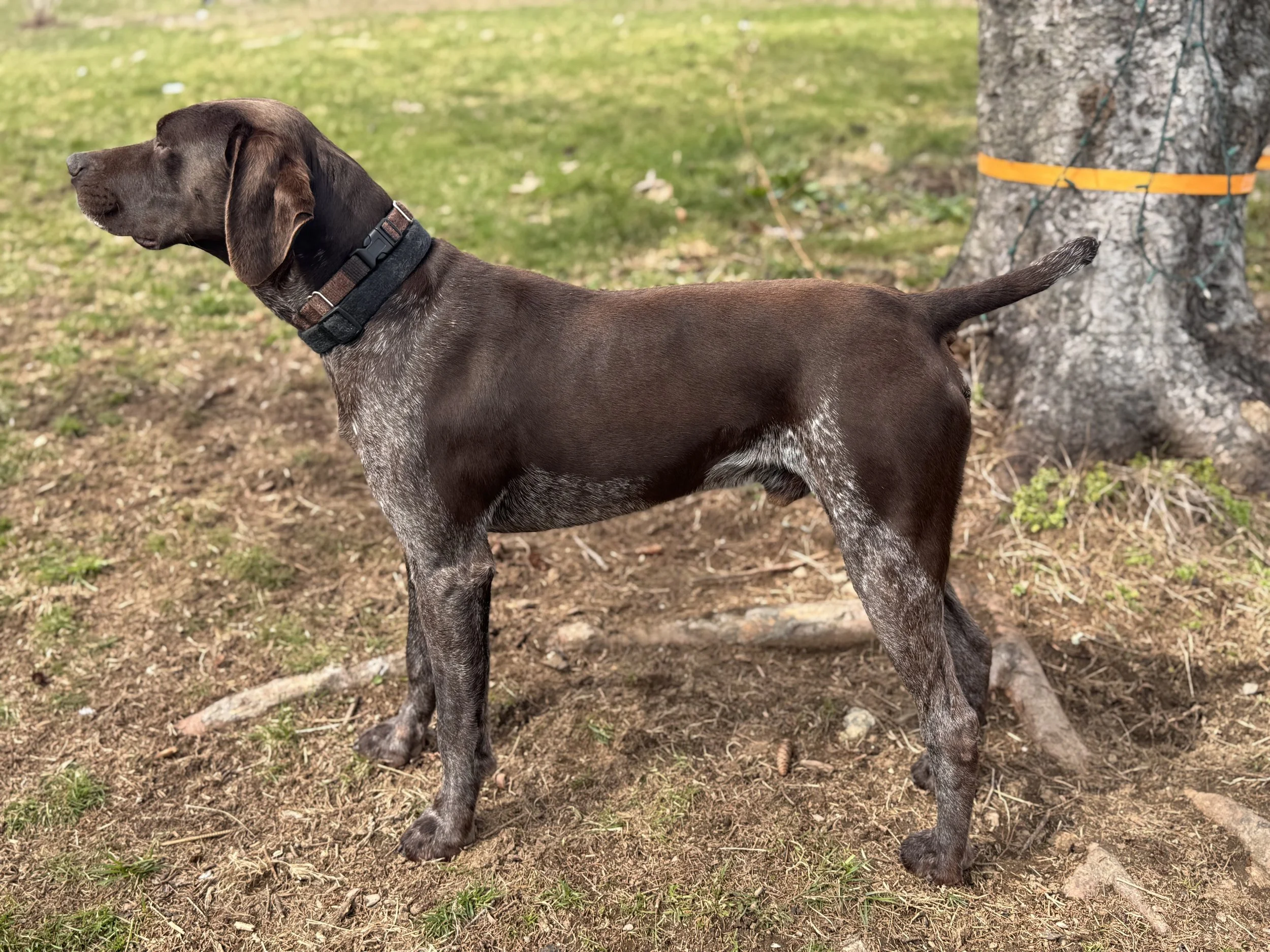 A brown and gray German Shorthaired Pointer dog standing outdoors near a tree, looking to the left.